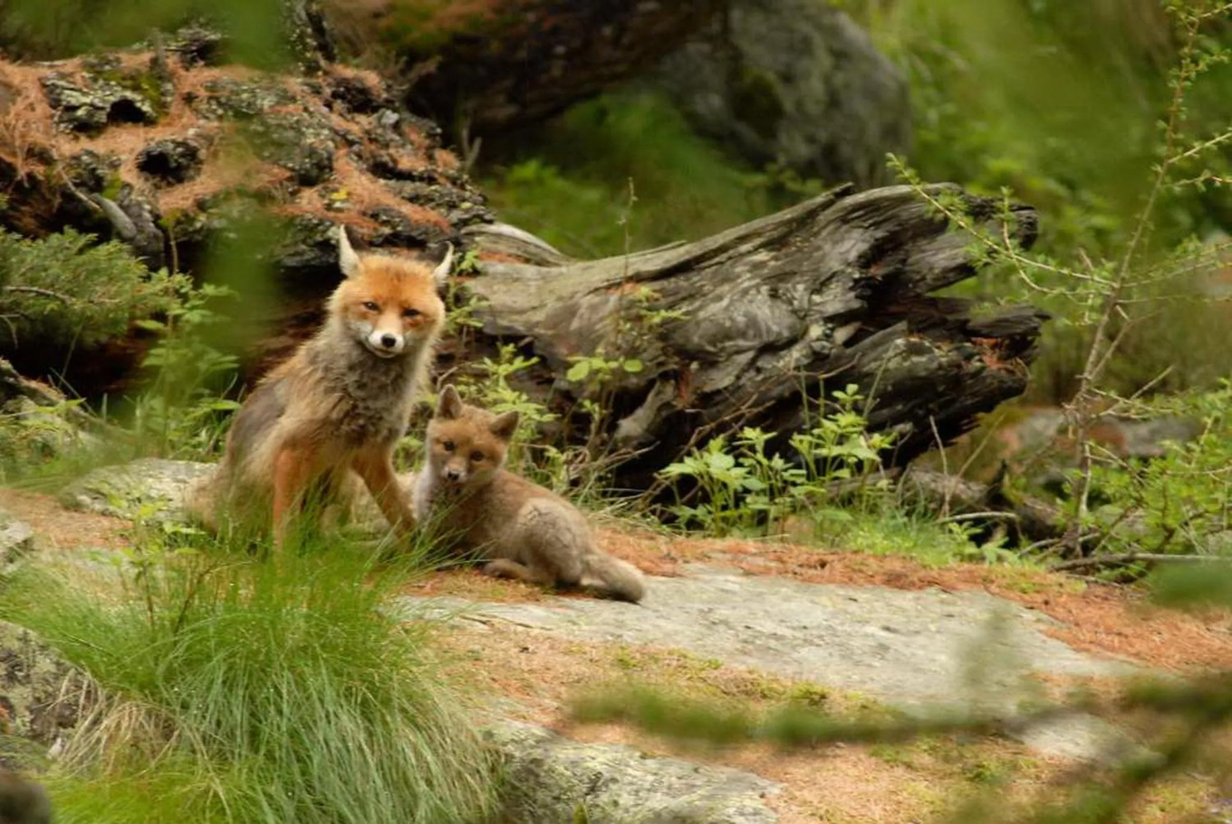Area and facilities in Hotel Du Grand Paradis - 1899 Auberge Boutique
