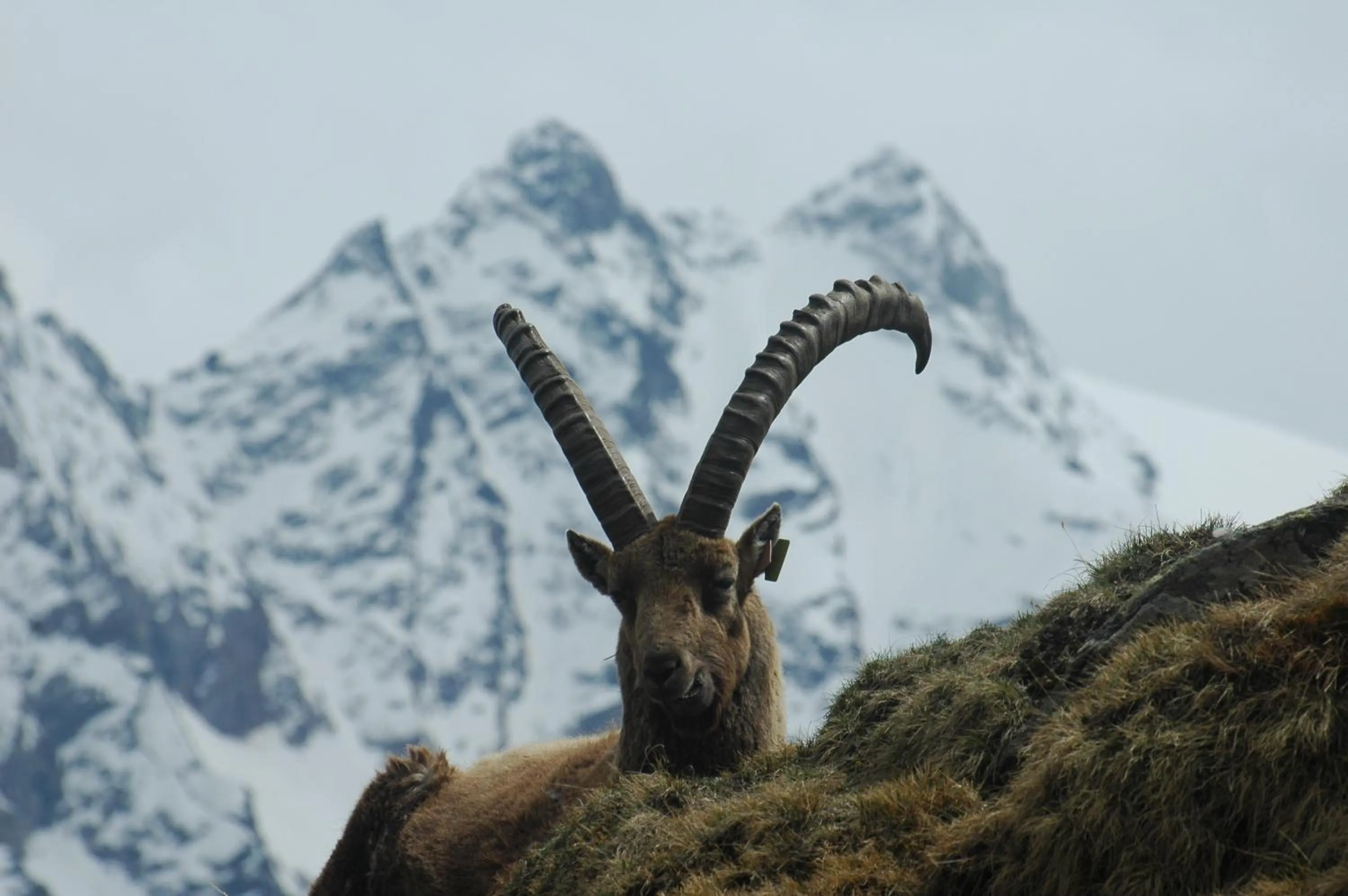 Area and facilities in Hotel Du Grand Paradis - 1899 Auberge Boutique