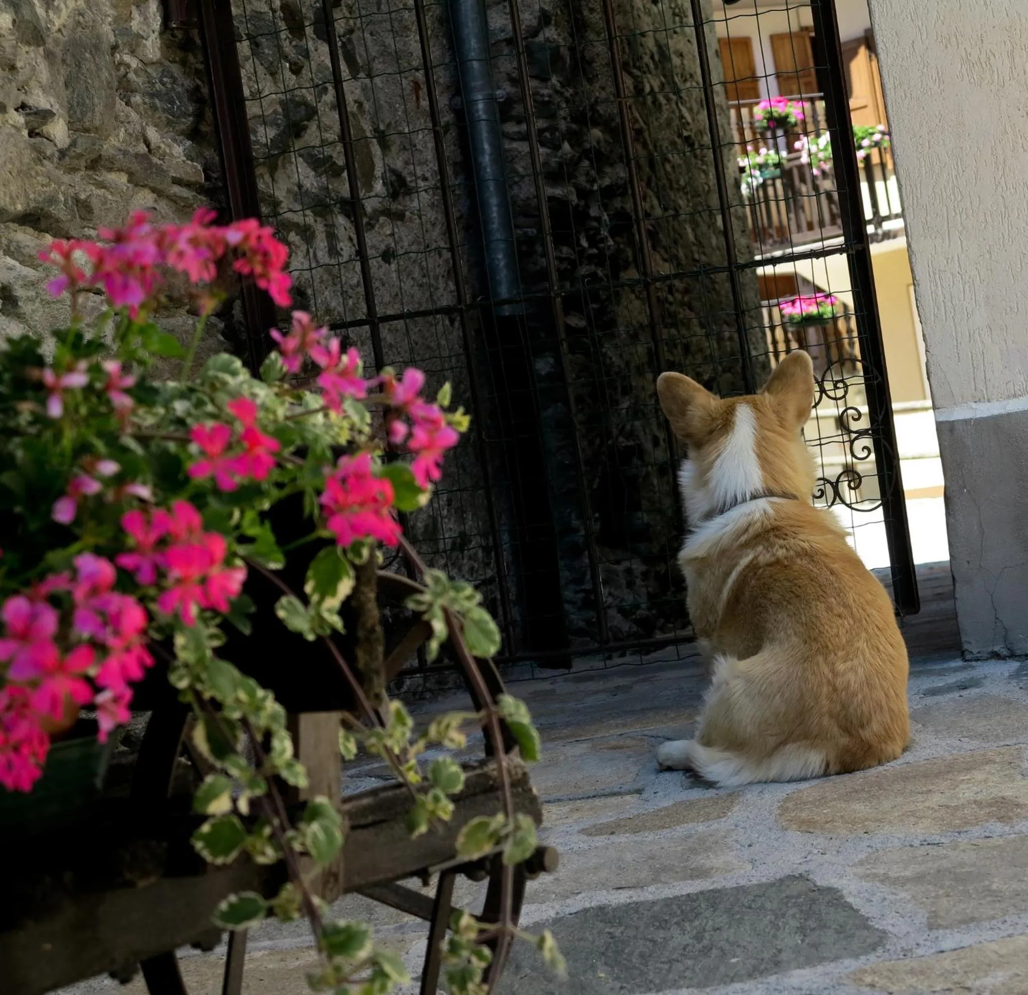 Pets in Hotel Du Grand Paradis - 1899 Auberge Boutique