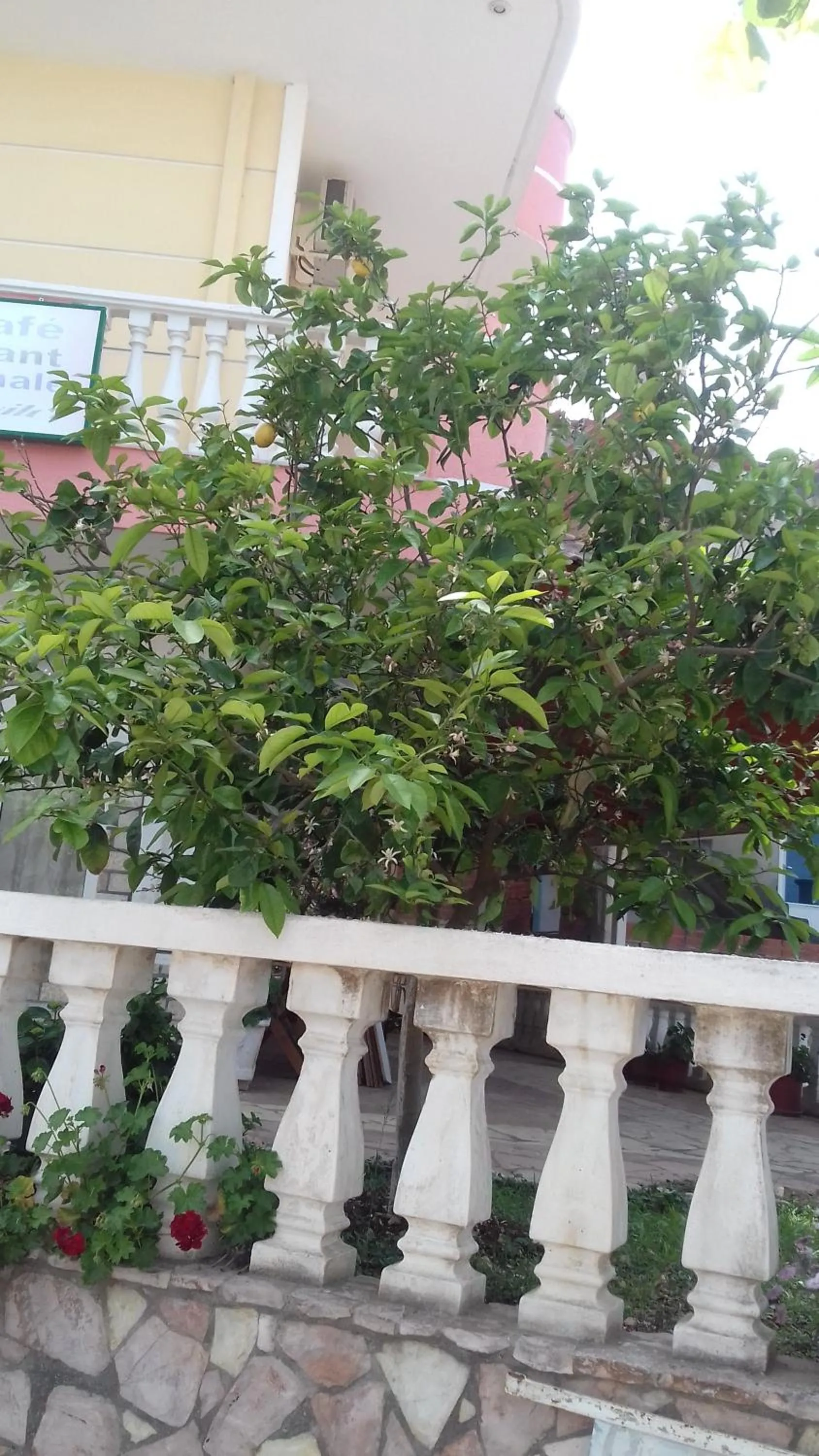 Garden in Vila Florand Sela