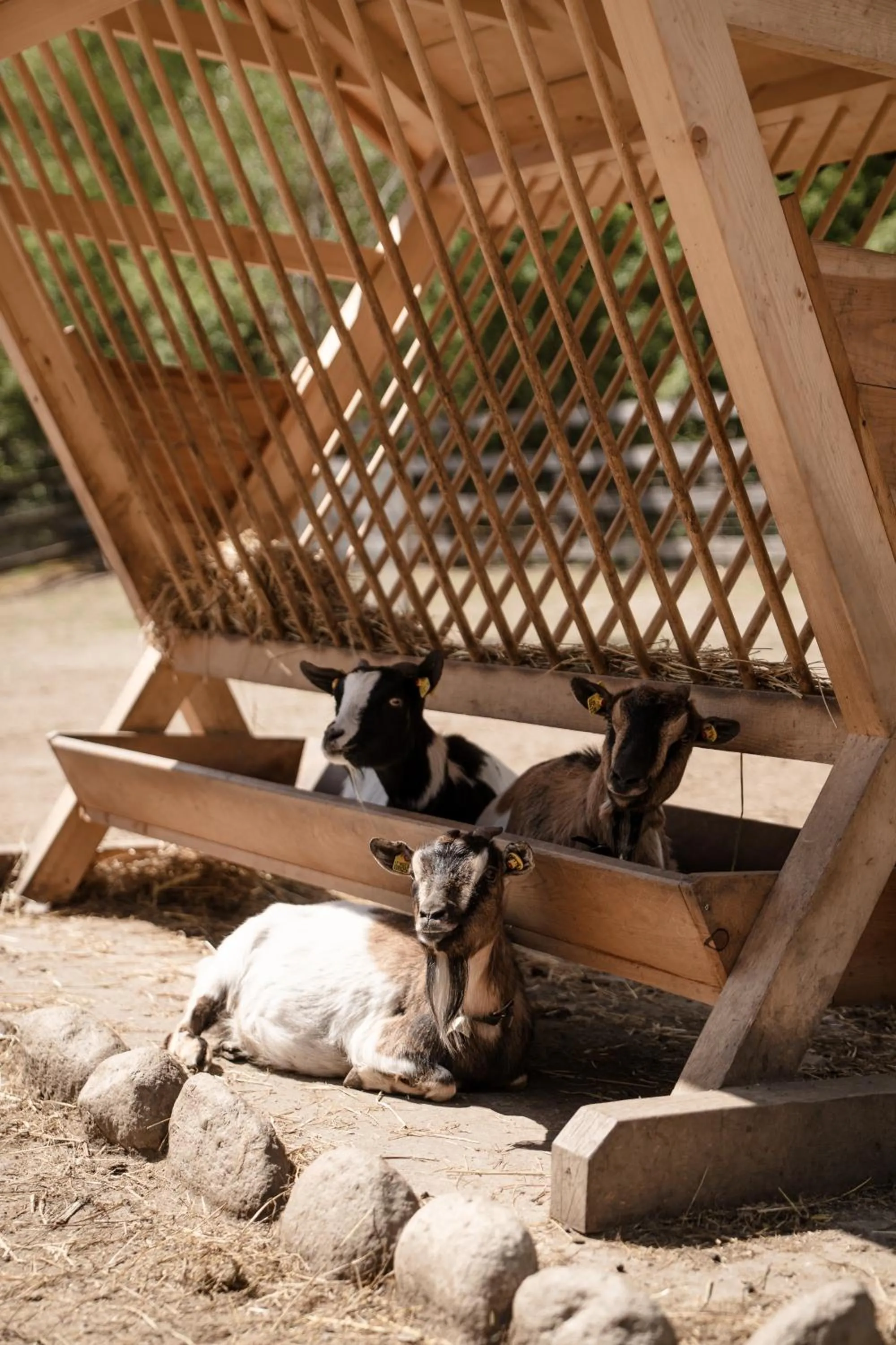 Animals in Stroblhof Active Family Spa Resort