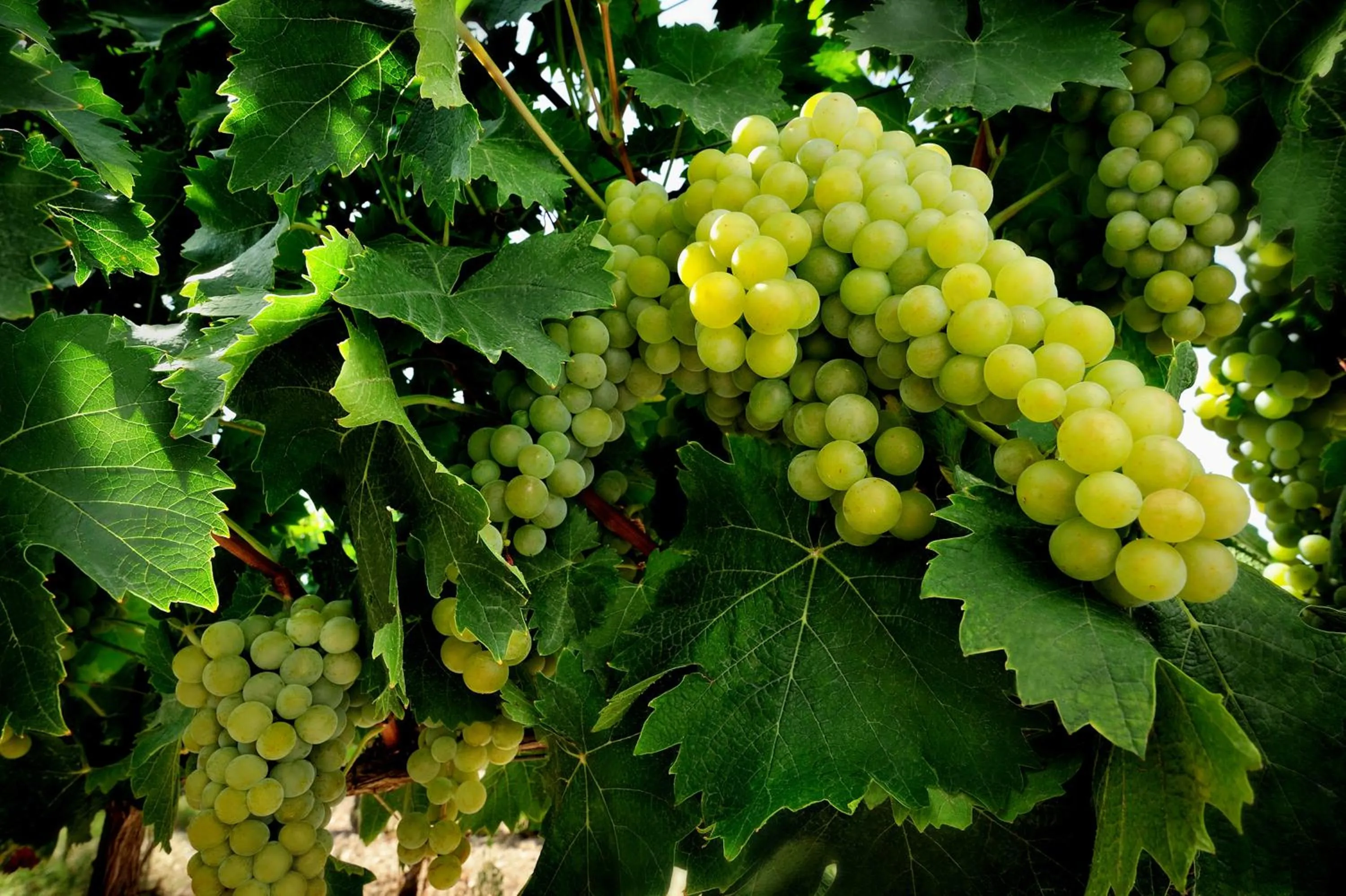 Day in Kallikoros Country Resort & Spa