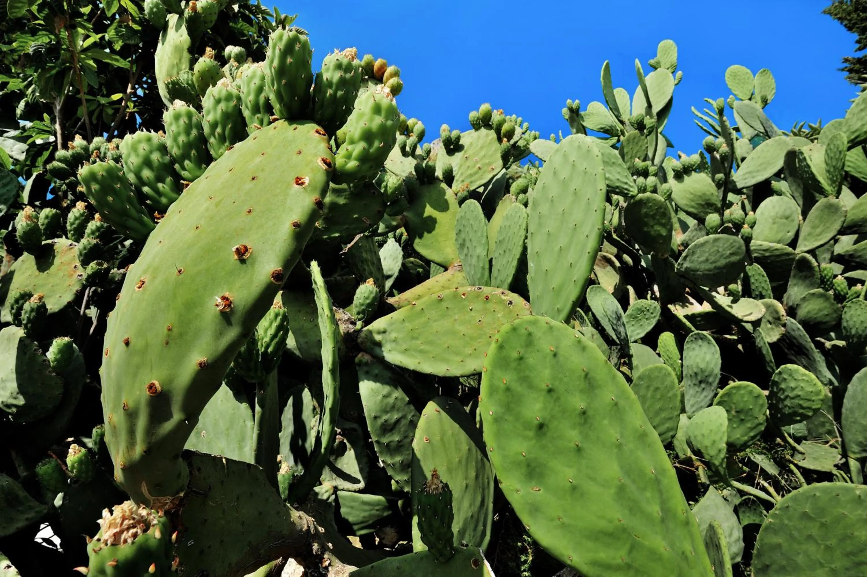 Spring in Kallikoros Country Resort & Spa