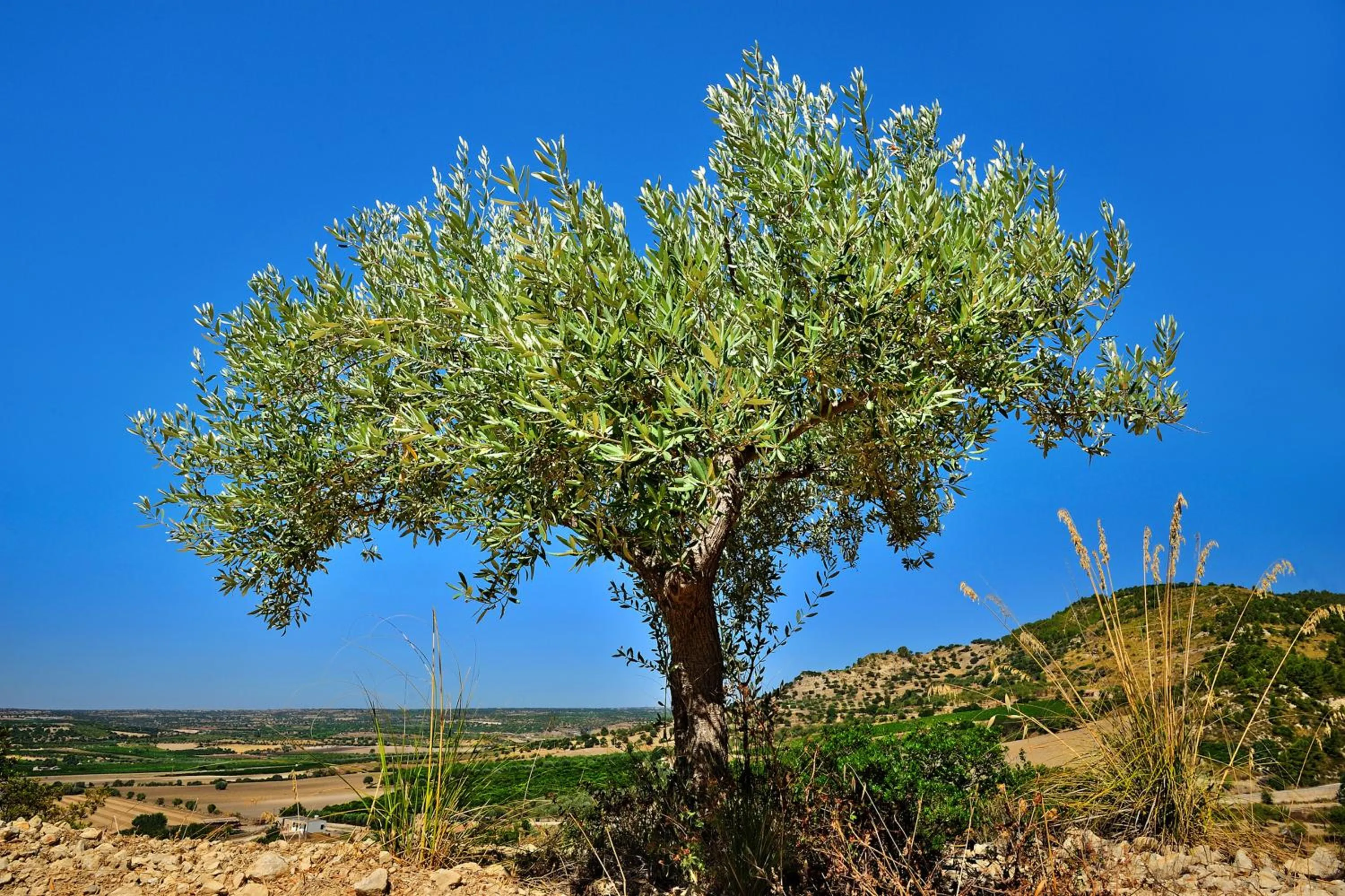 Spring in Kallikoros Country Resort & Spa