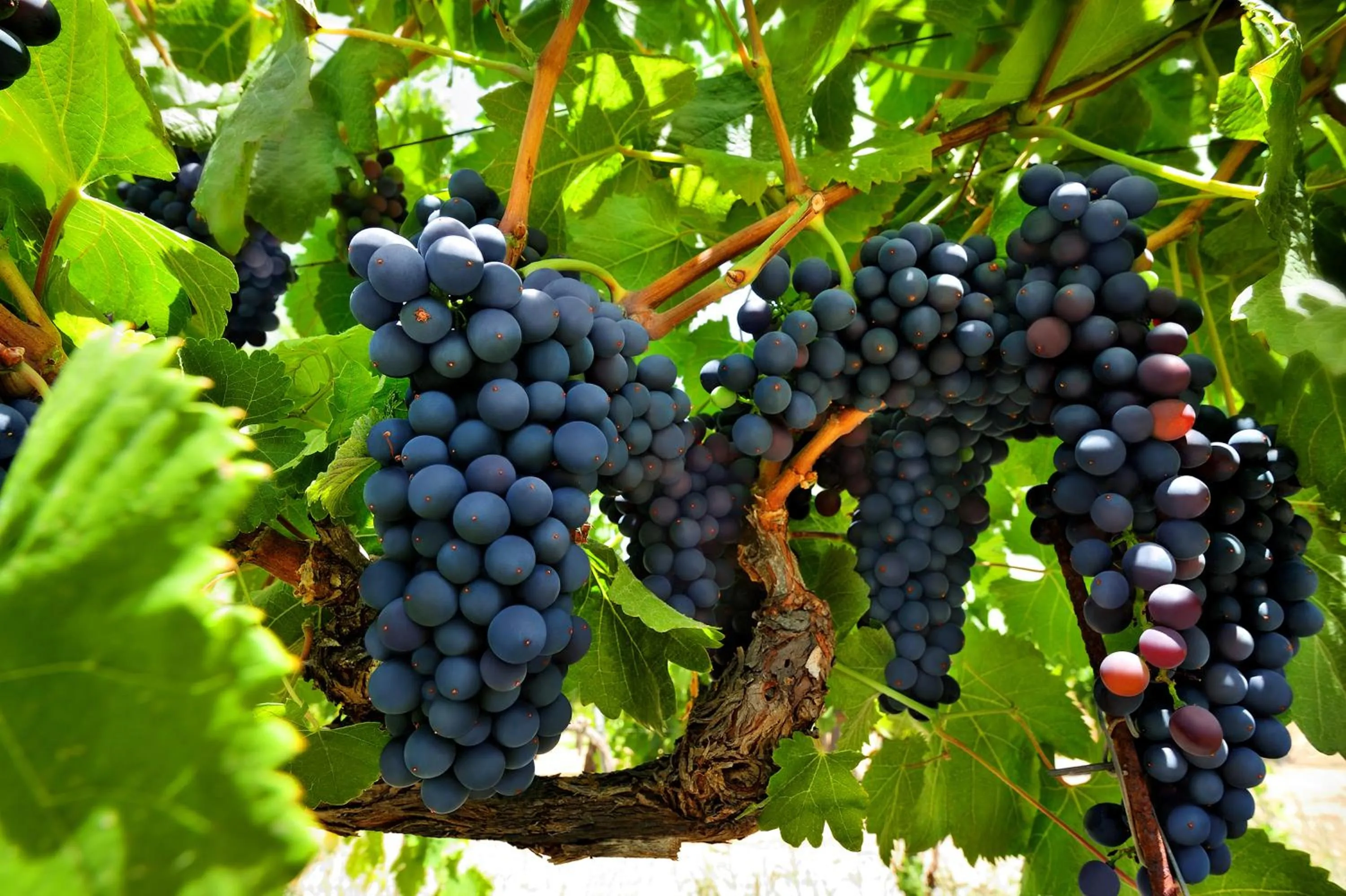 Day in Kallikoros Country Resort & Spa