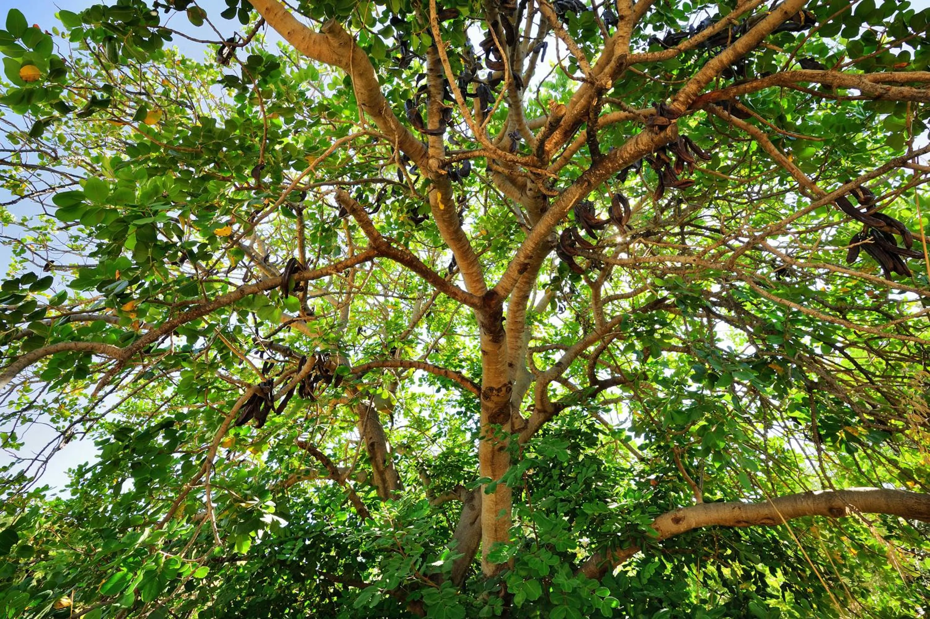 Spring in Kallikoros Country Resort & Spa