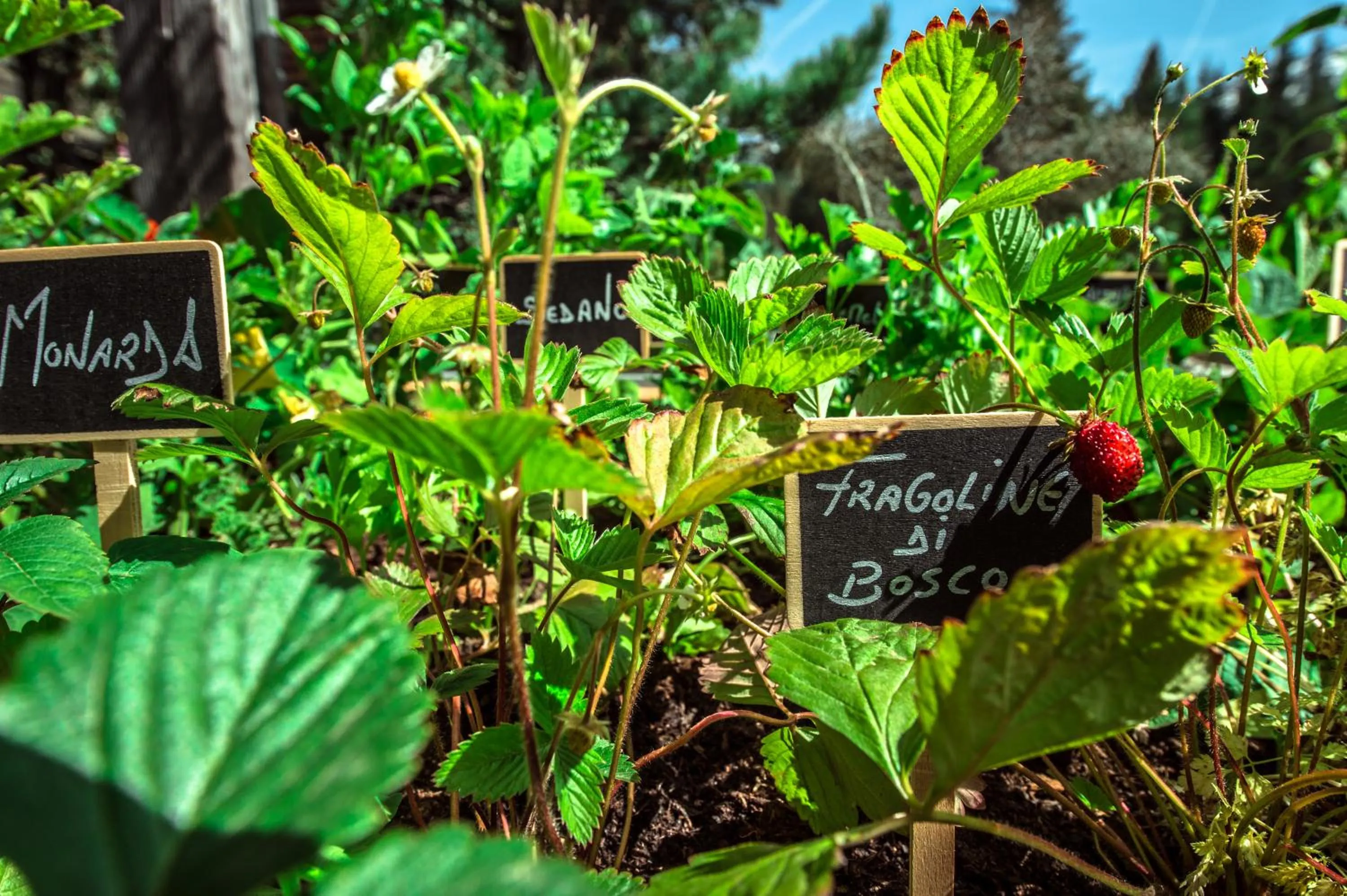 Day in Hotel Ciasa Salares