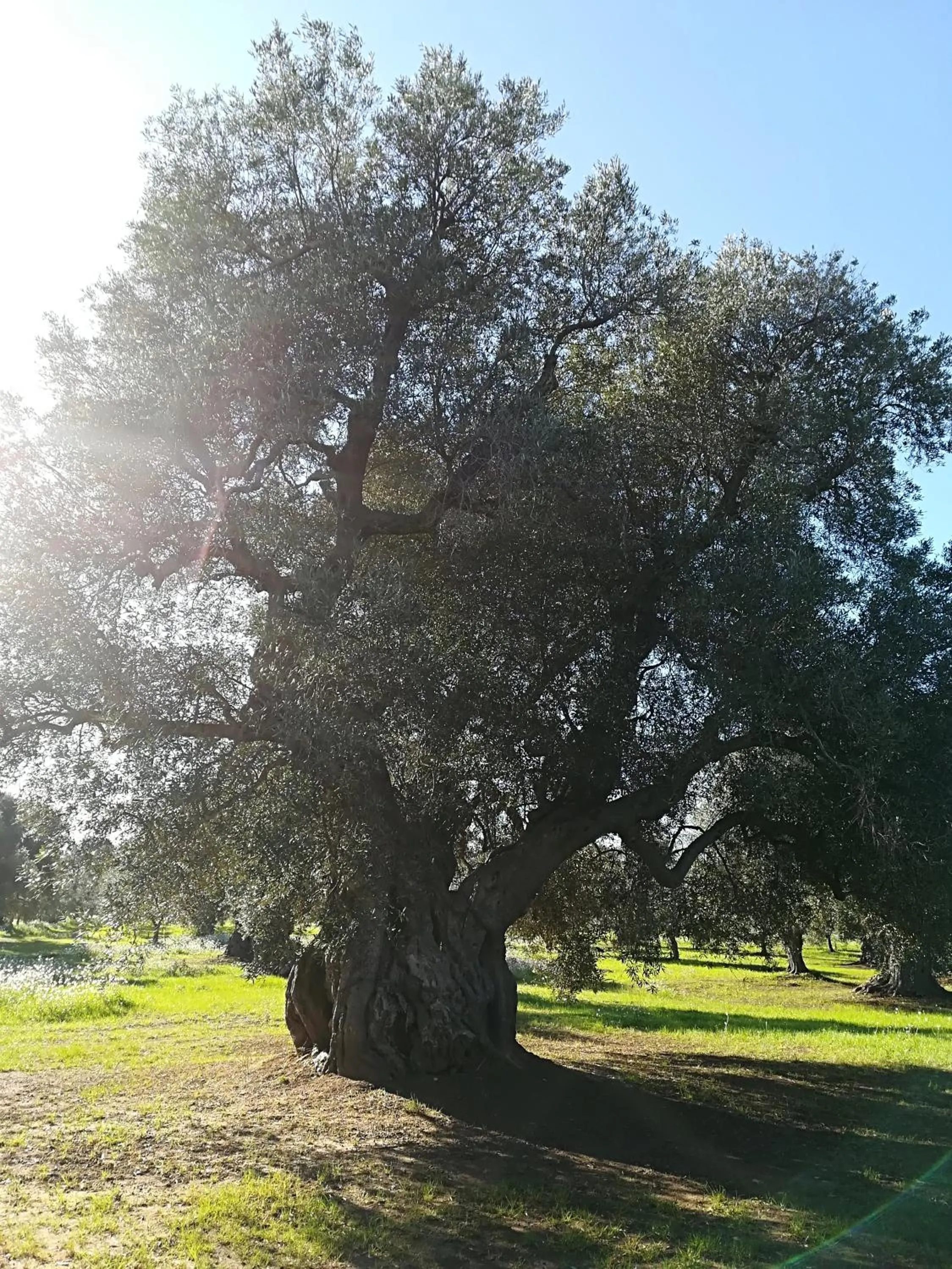 Natural landscape in Trullo Alessandro e Villa Raffaela