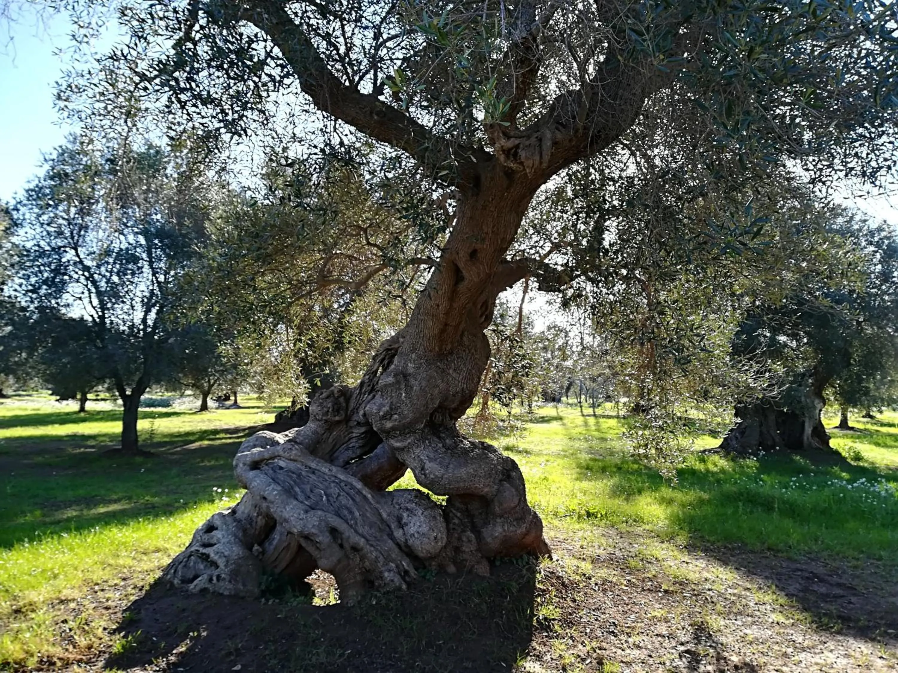 Natural landscape in Trullo Alessandro e Villa Raffaela