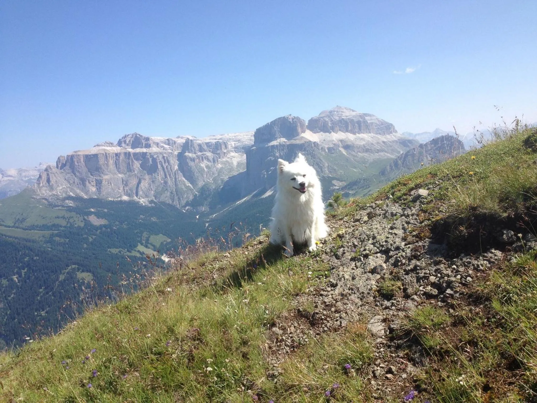 Pets in Wellness Hotel Lupo Bianco