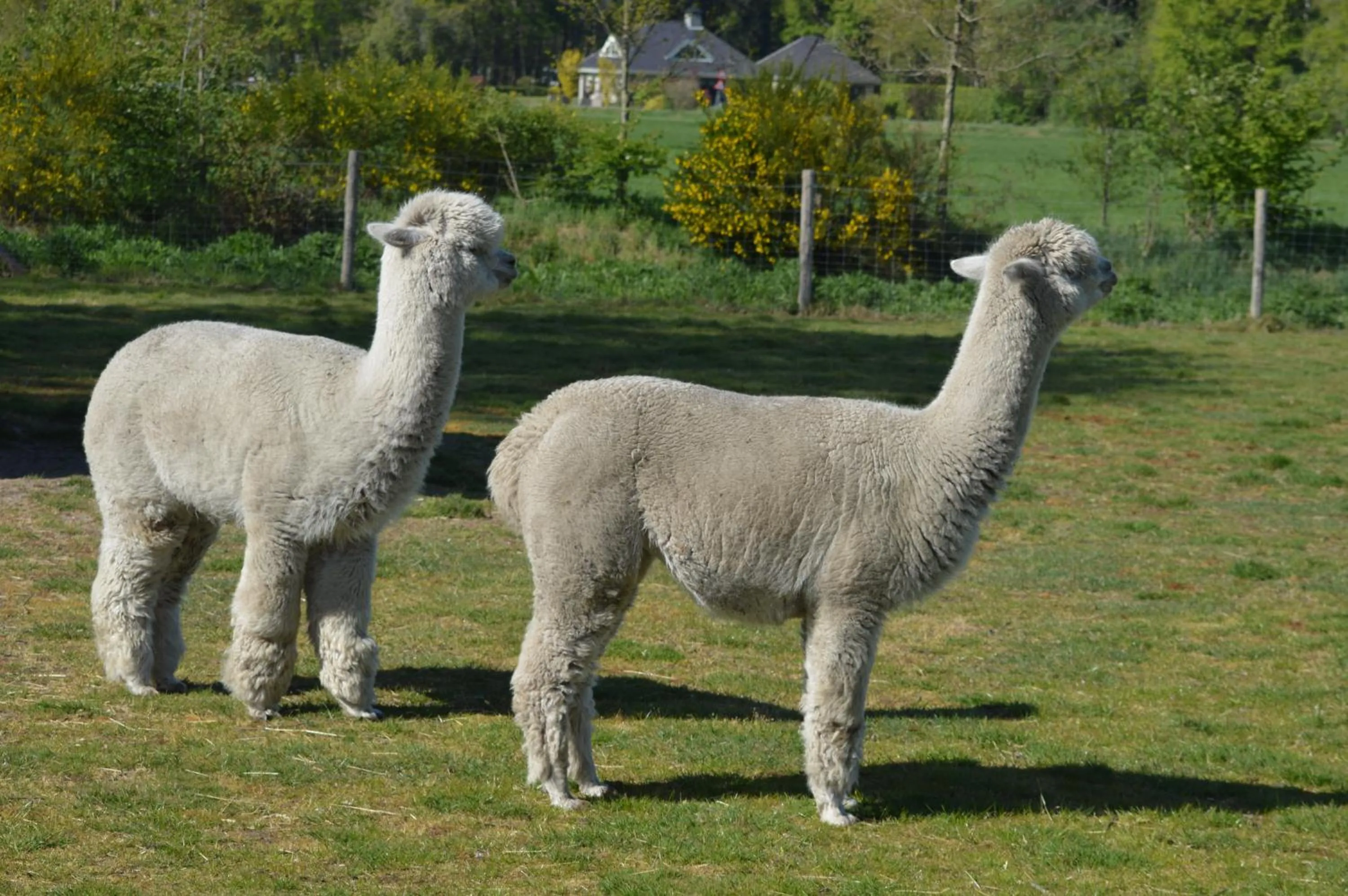 Animals in Erve Grootenhuys