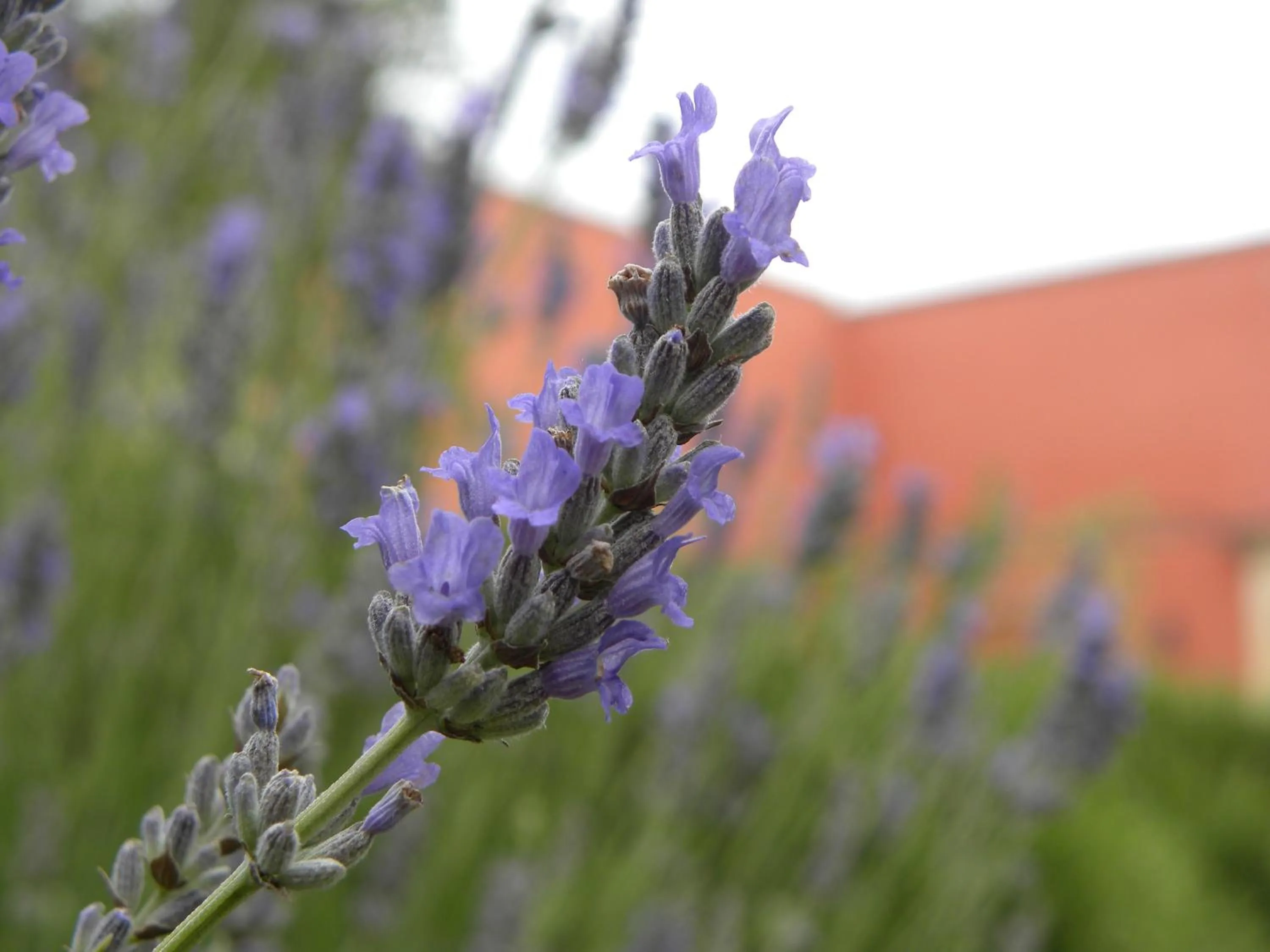 Property building in Il Casale dei Principi