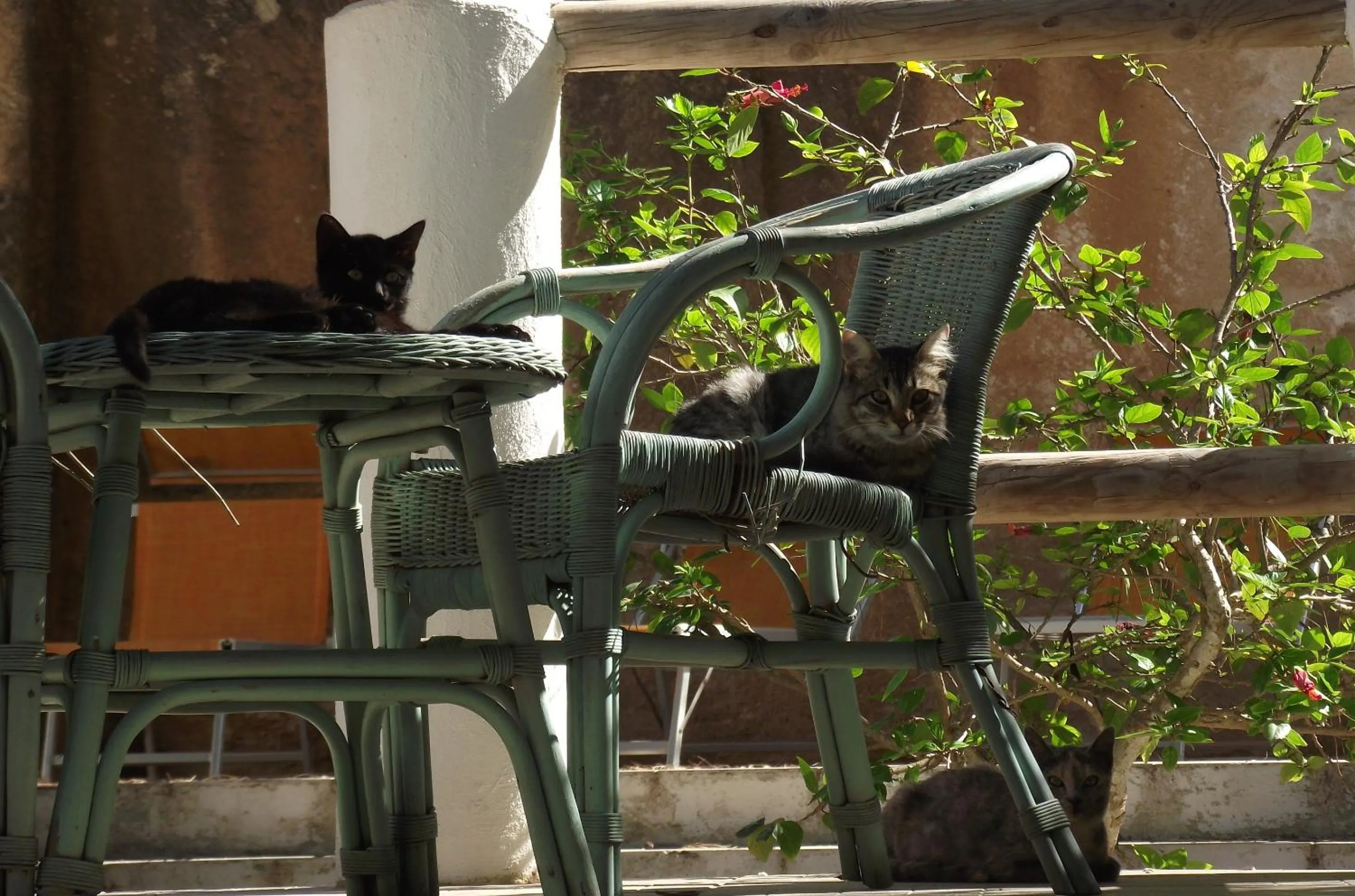 Animals in L'Oasi Villaggio Albergo
