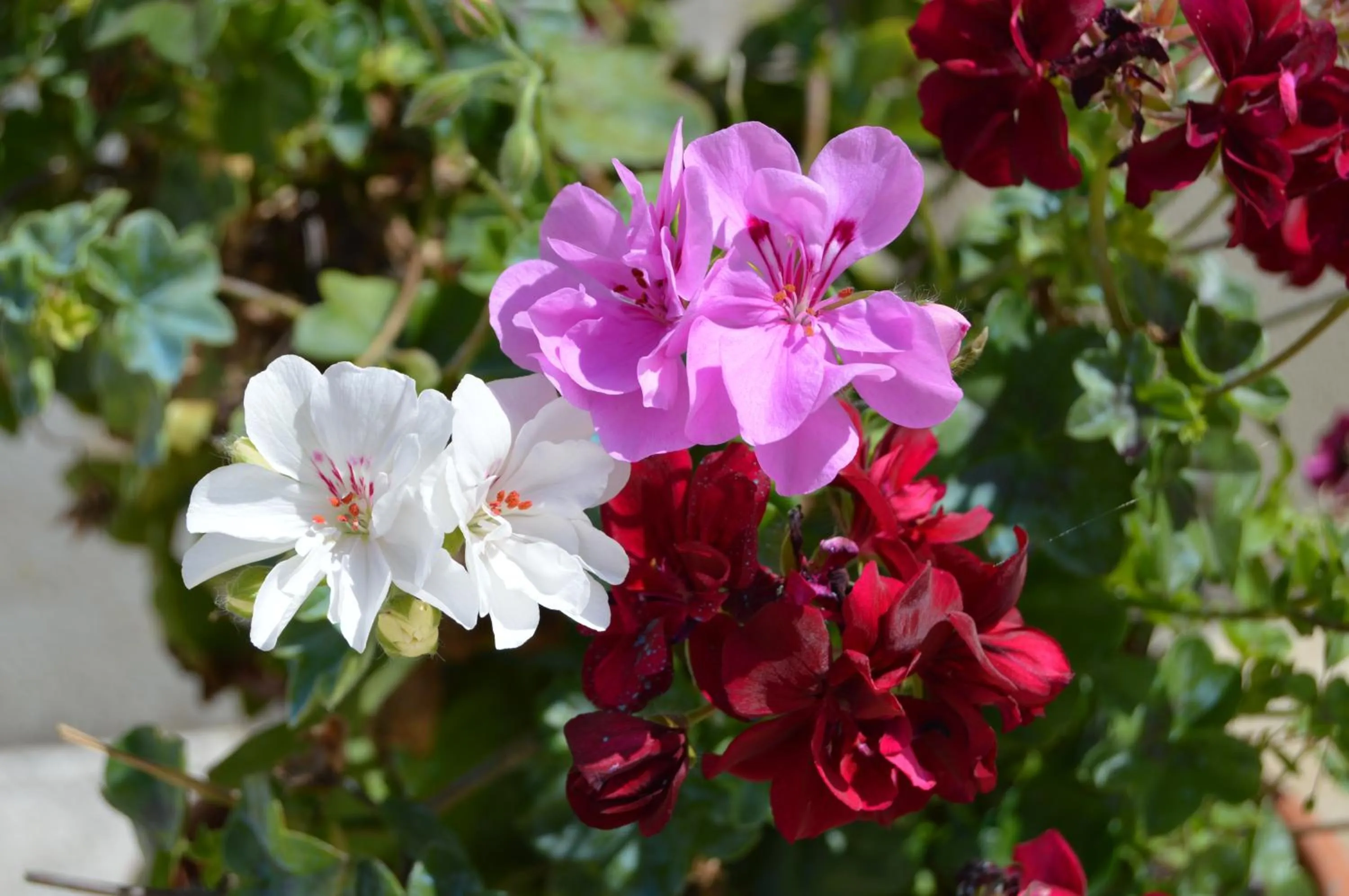 Garden in La Vieille Distillerie