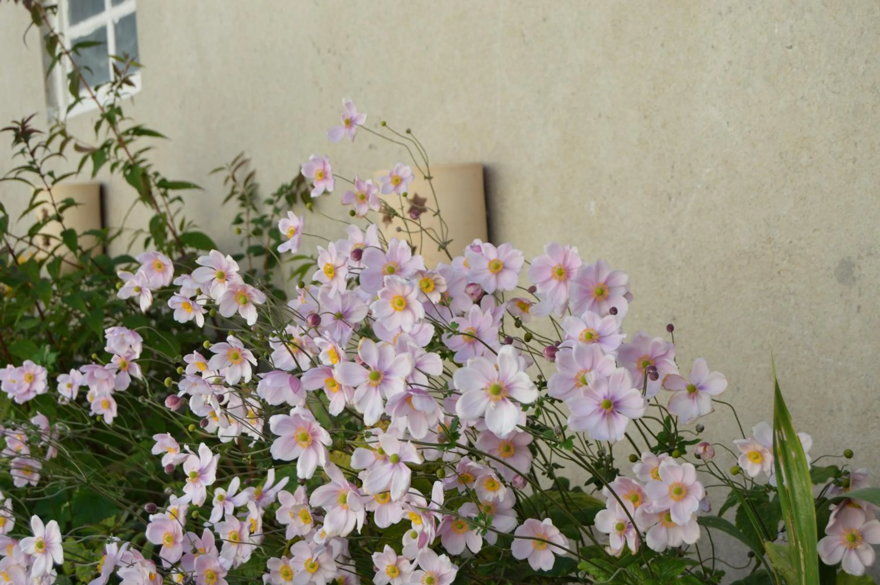 Garden in La Vieille Distillerie