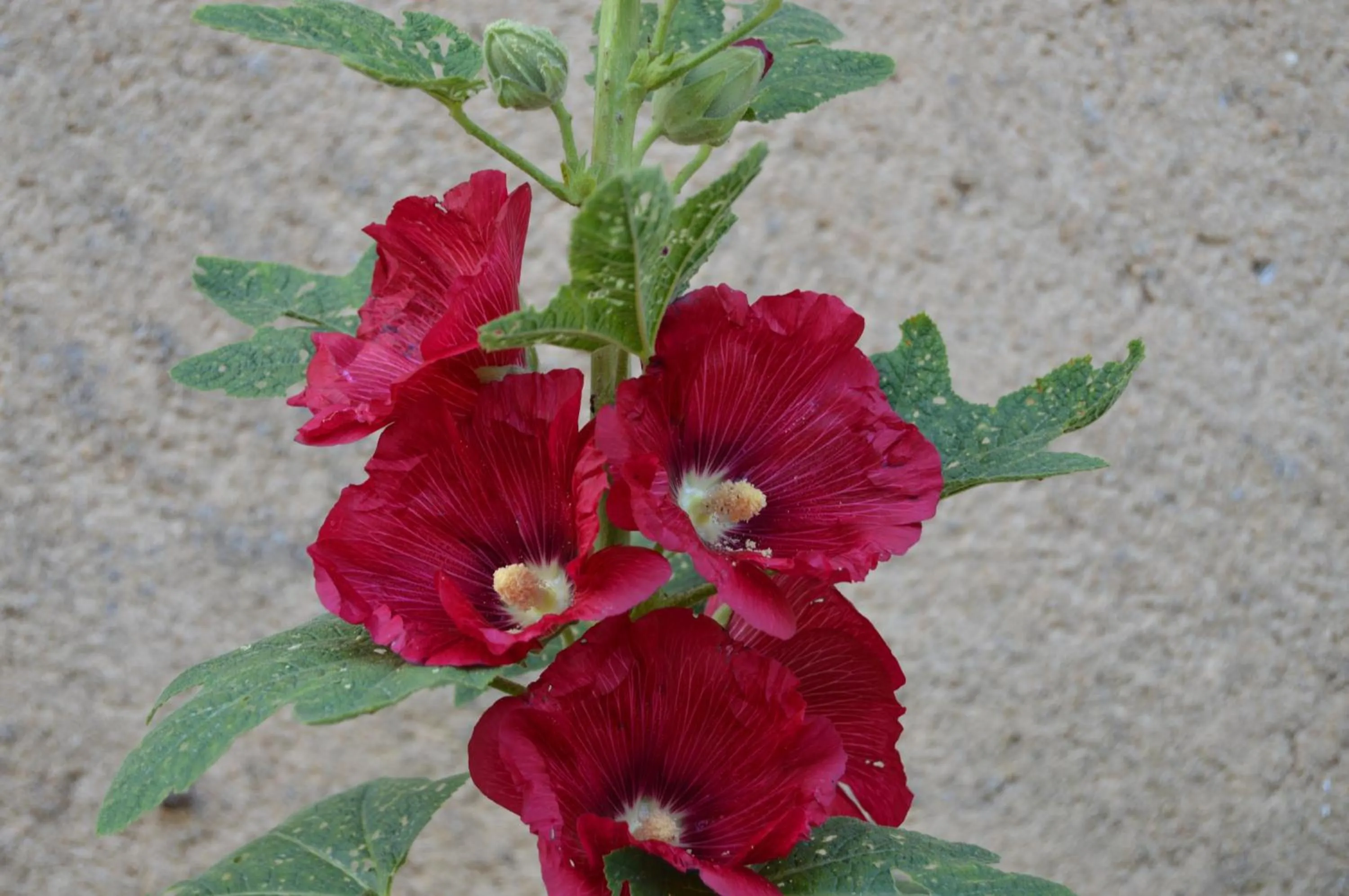 Garden in La Vieille Distillerie