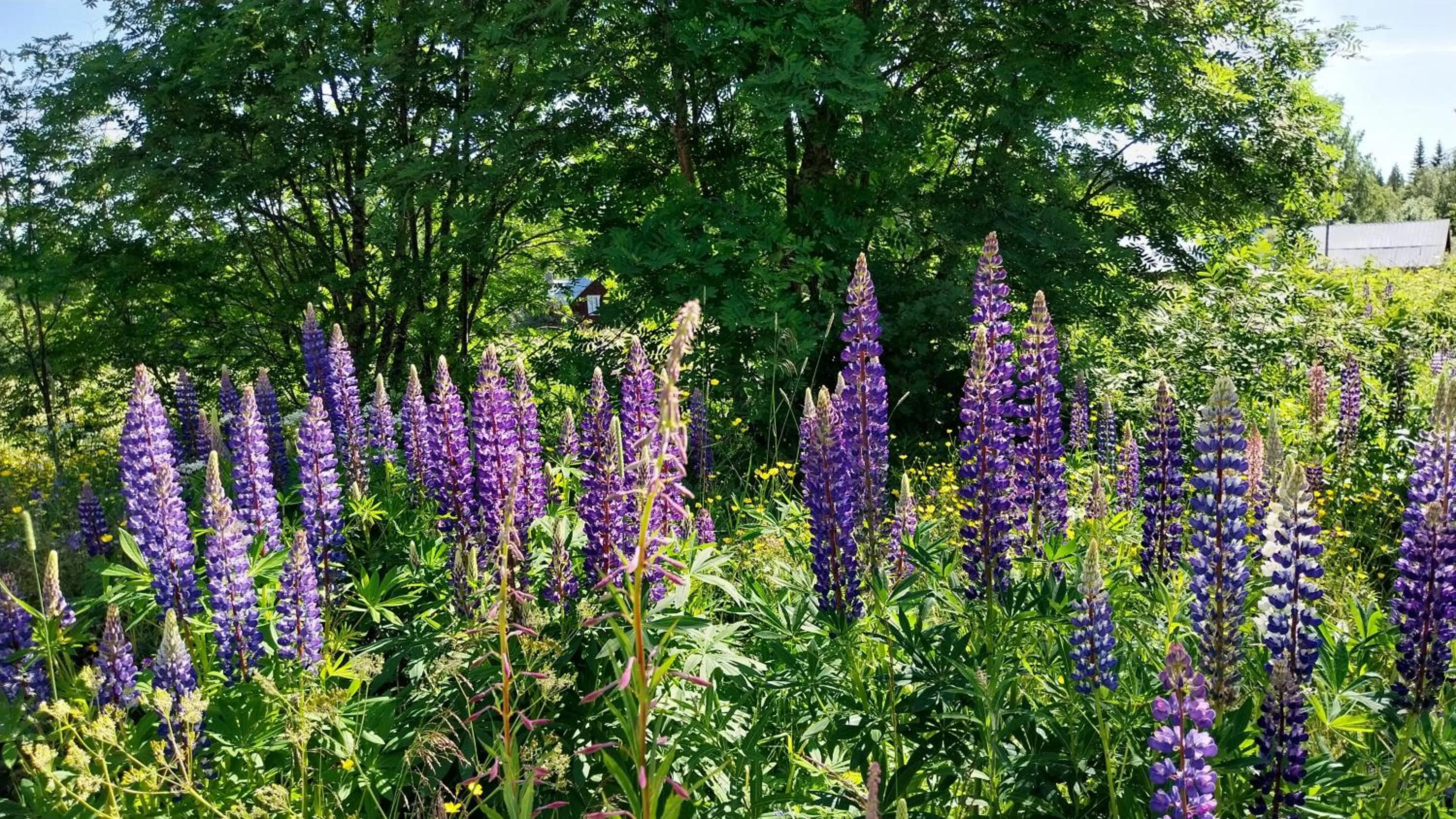 Lillvikens Gästhuset och Stugor