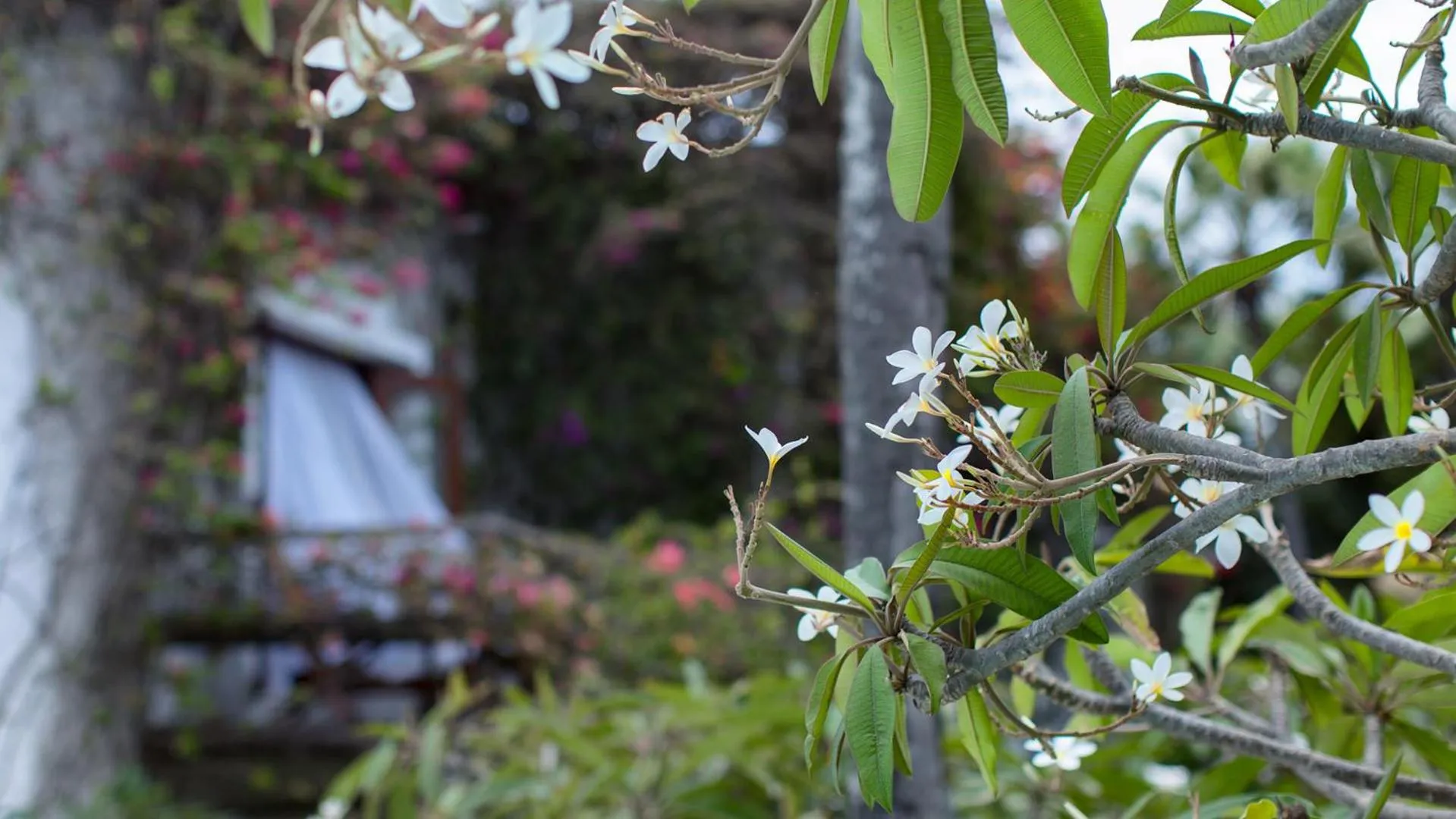 Garden in My Blue Hotel