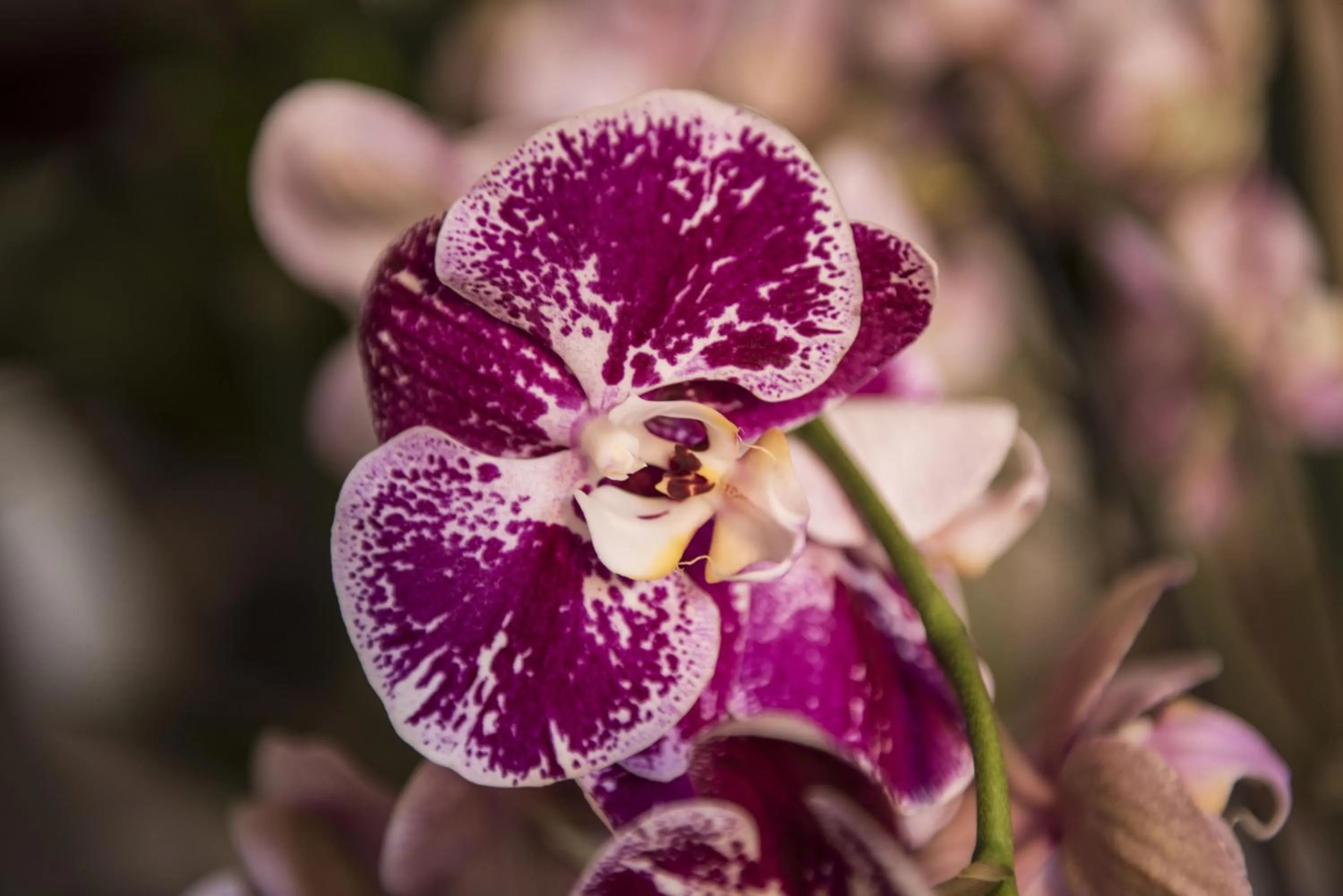 Other in La Terrazza Sul Campo-Rooms Only