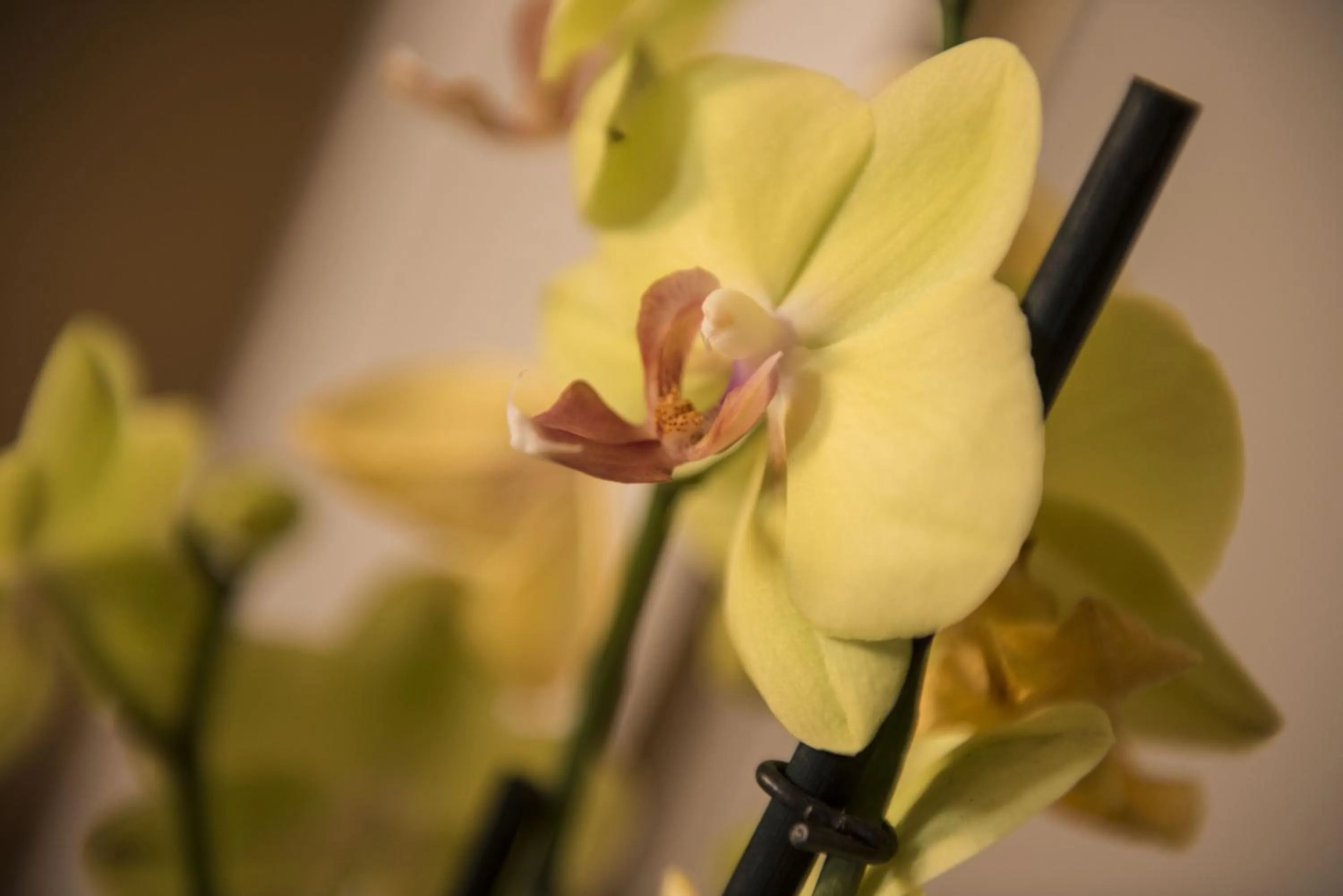 Other in La Terrazza Sul Campo-Rooms Only