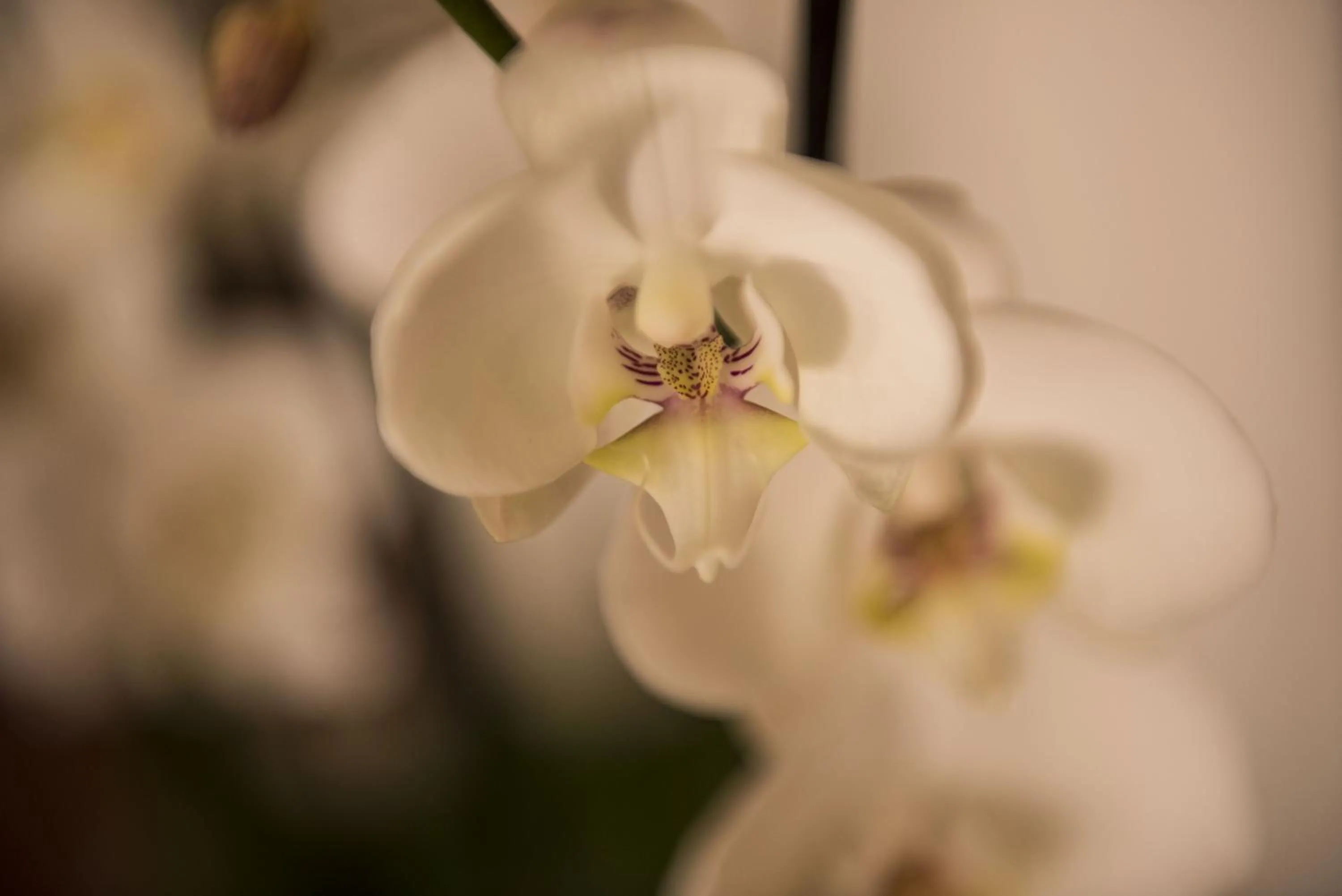 Decorative detail in La Terrazza Sul Campo-Rooms Only