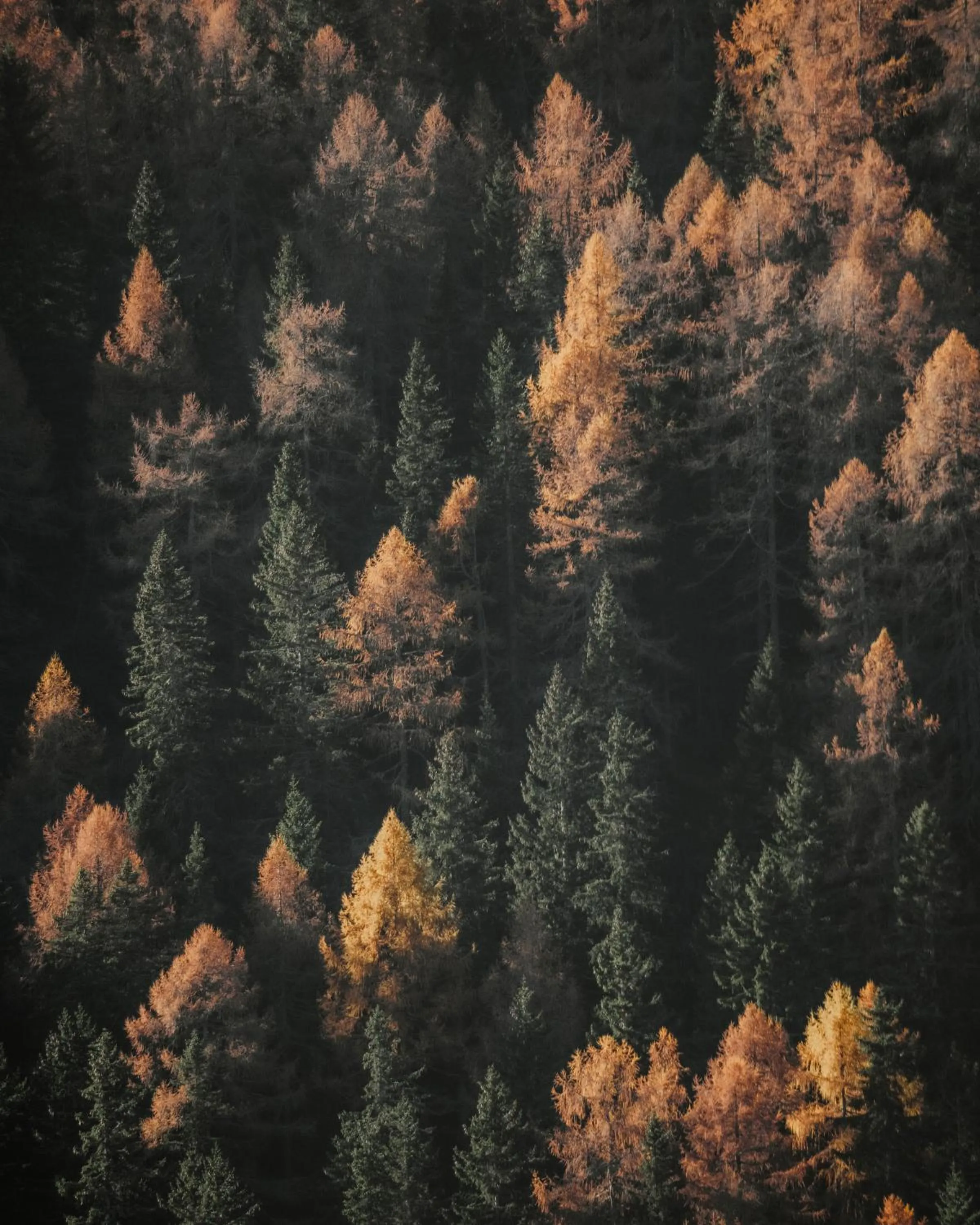 Autumn in Hotel Bad Fallenbach