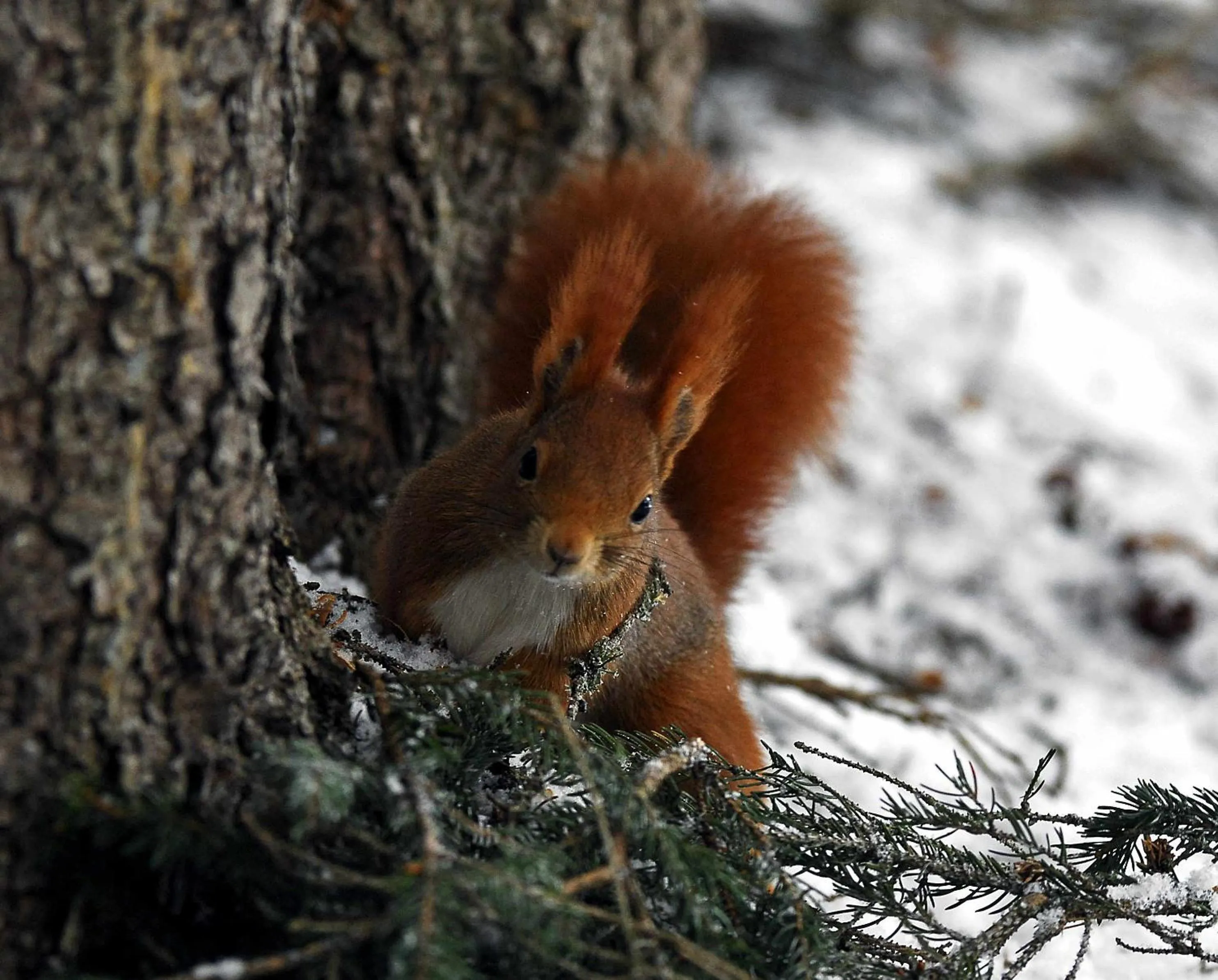 Animals in Dolasilla Park Hotel