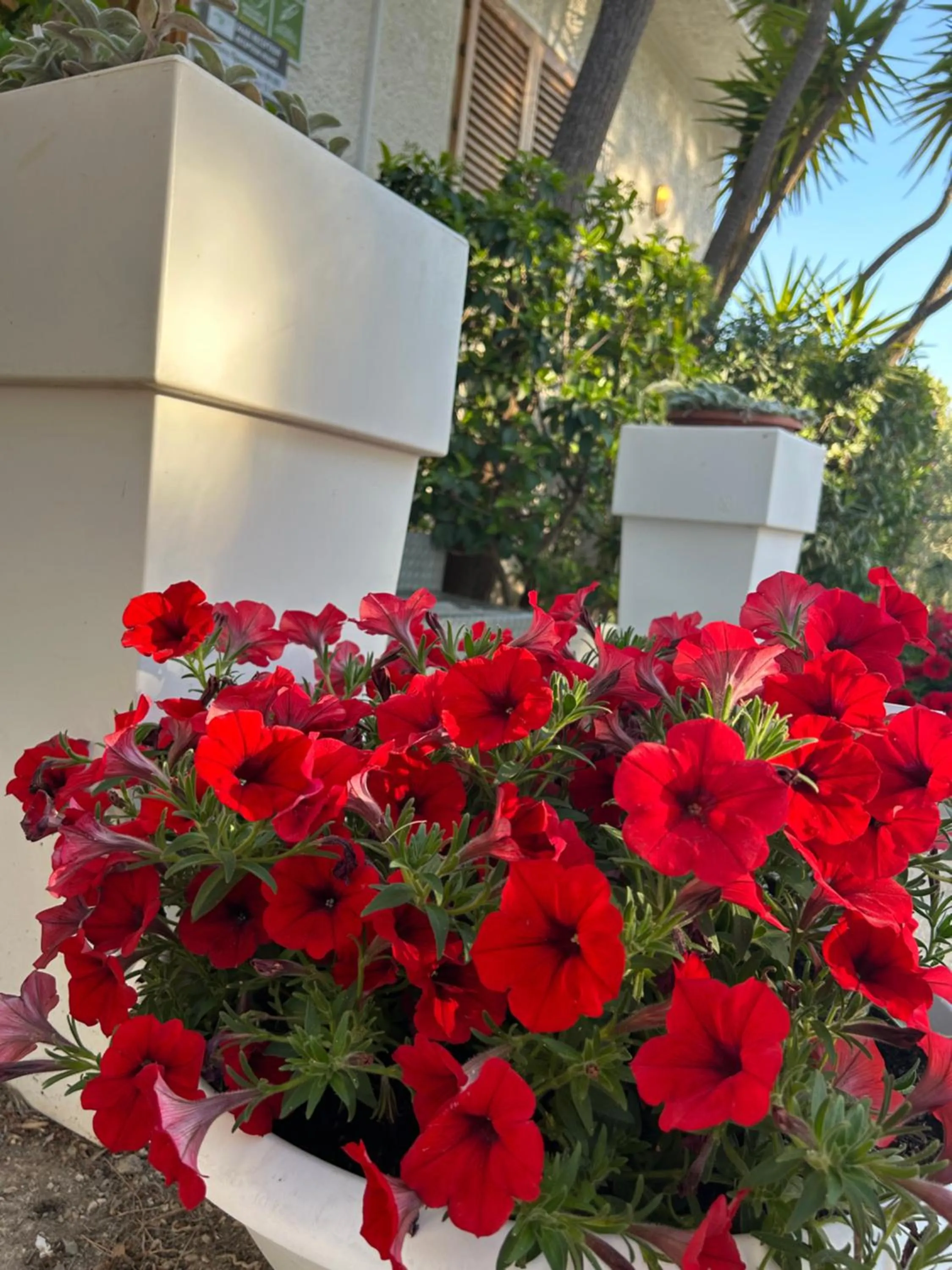 Garden in Residence Guidaloca