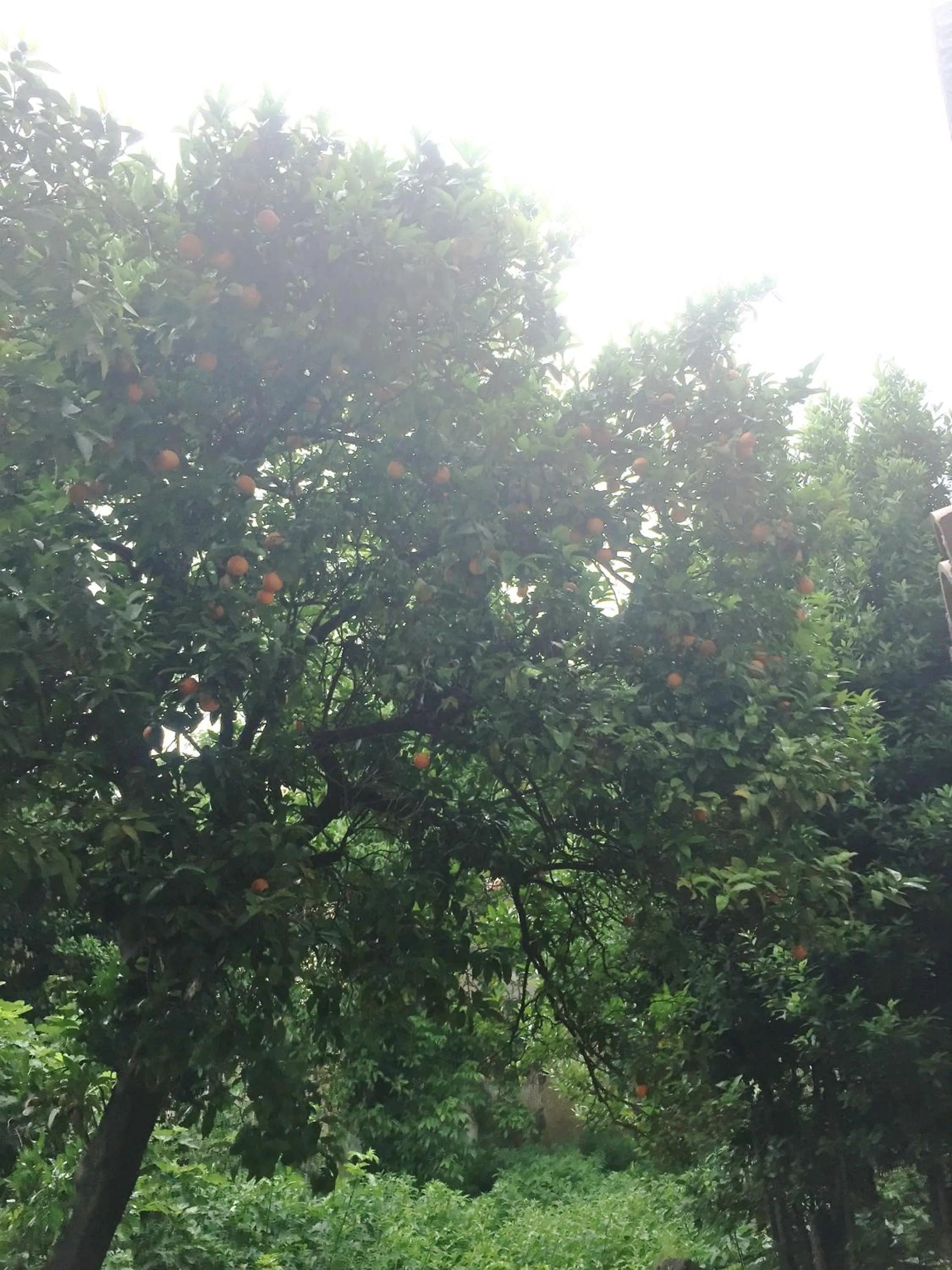 Garden view in Alla Corte del Re Dimora Storica