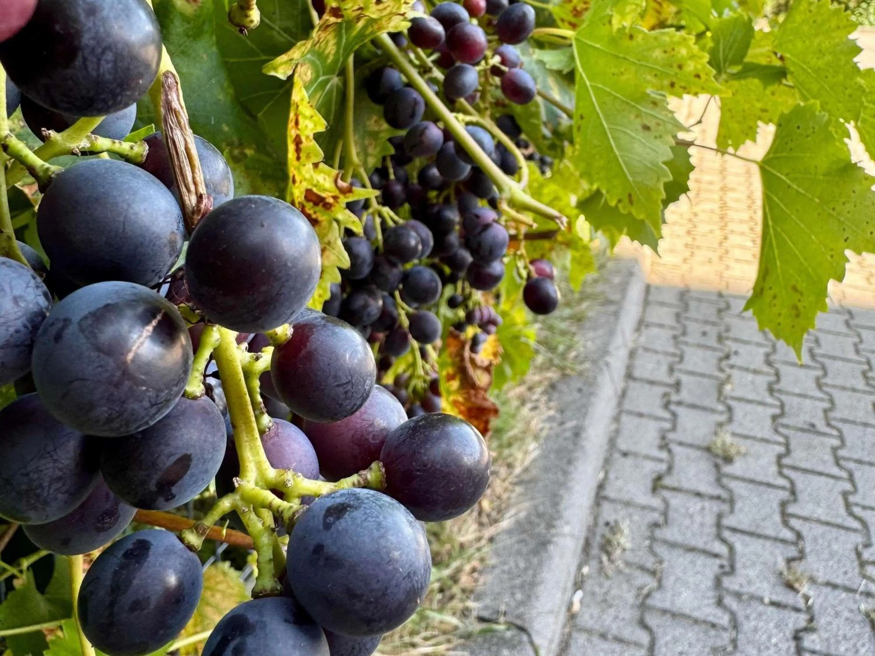 Other in Ibis Katowice - Zabrze