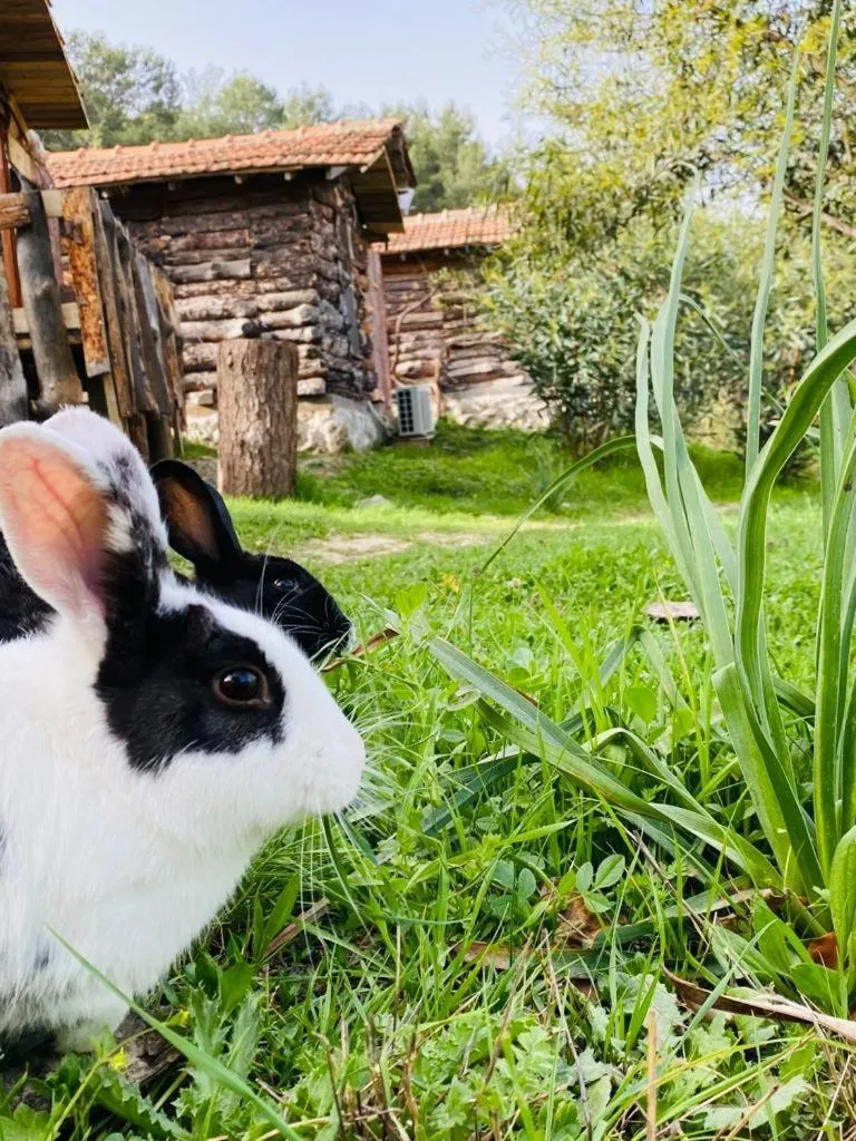HavaSuPark Bungalows