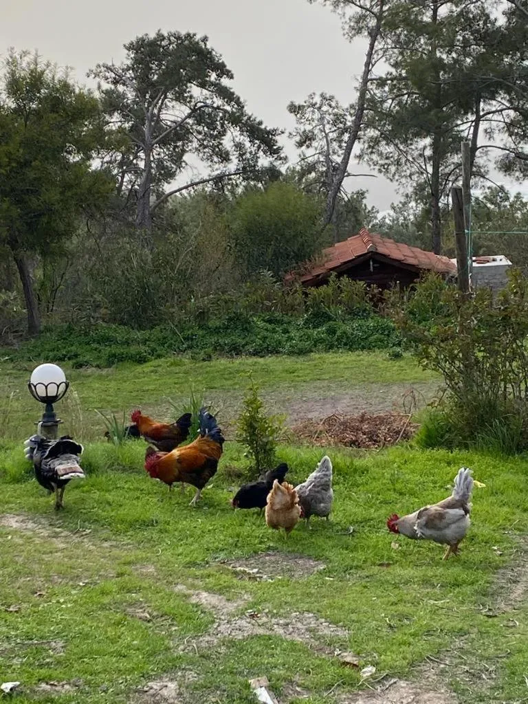 HavaSuPark Bungalows
