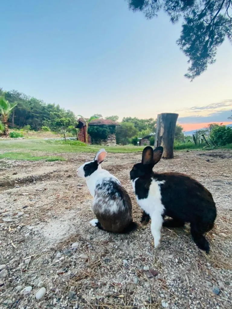 HavaSuPark Bungalows