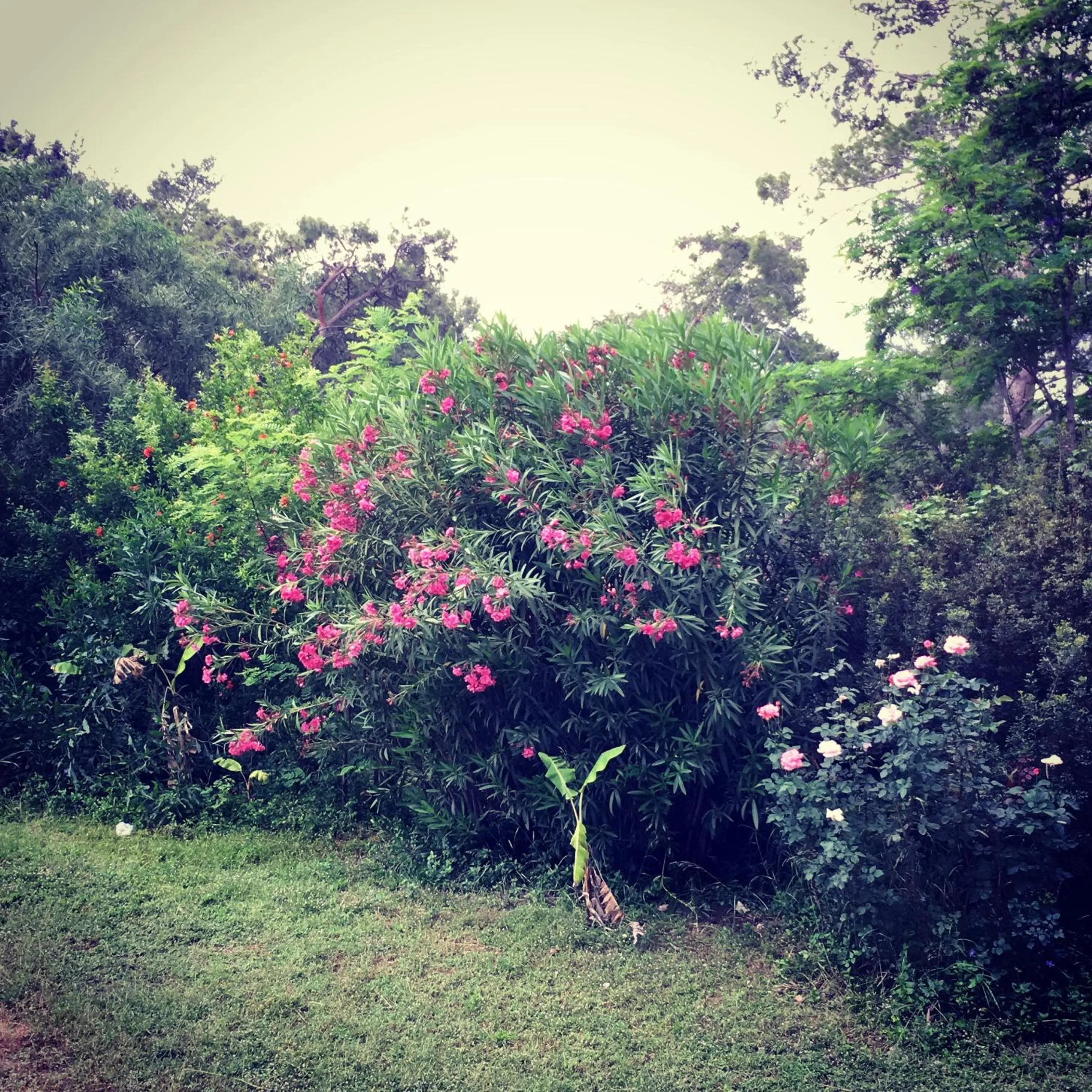HavaSuPark Bungalows
