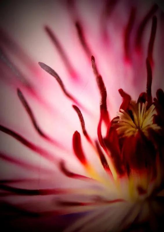 Spring in Hotel Doña Luisa