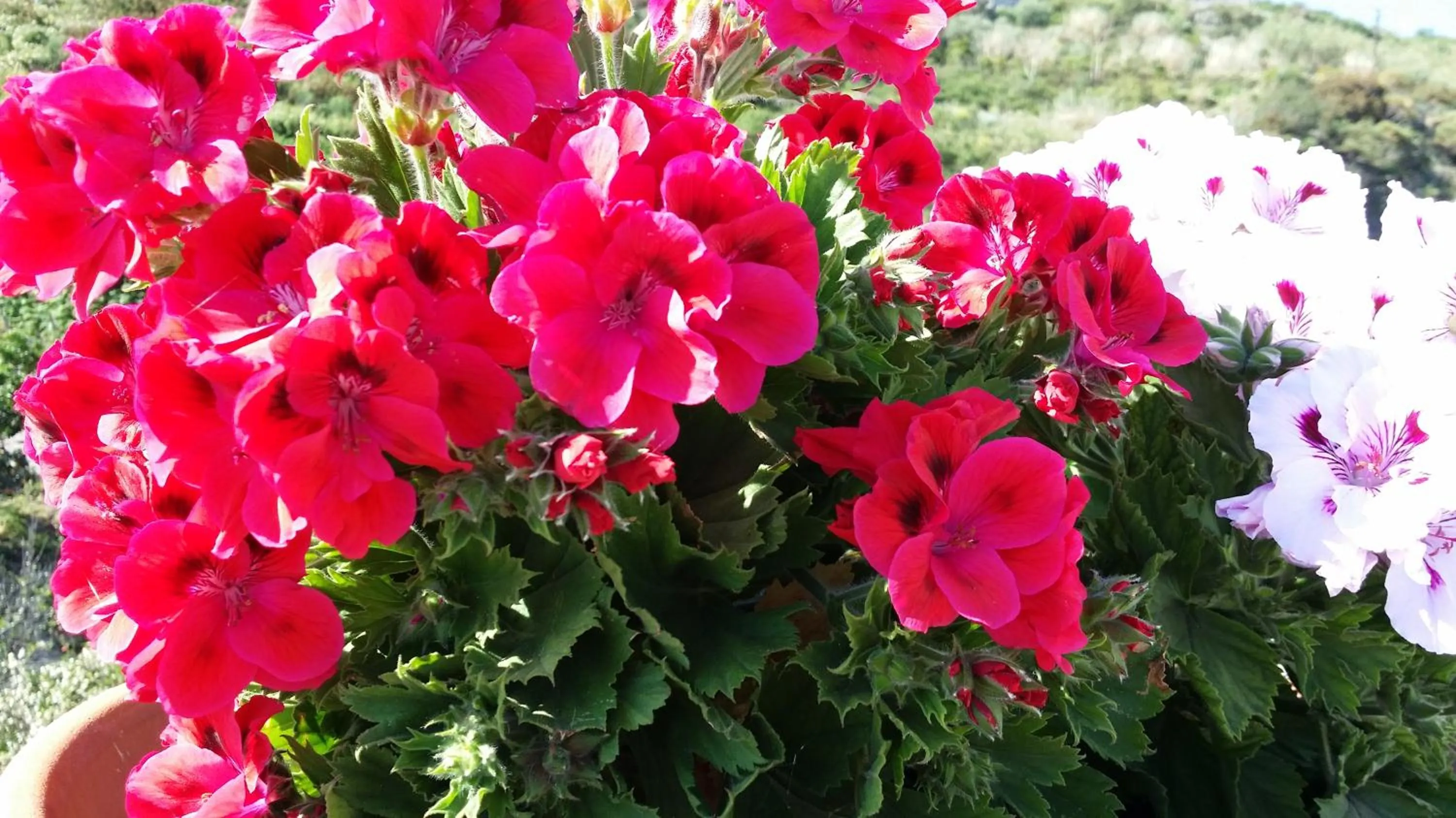 Day in La Zagara Hotel