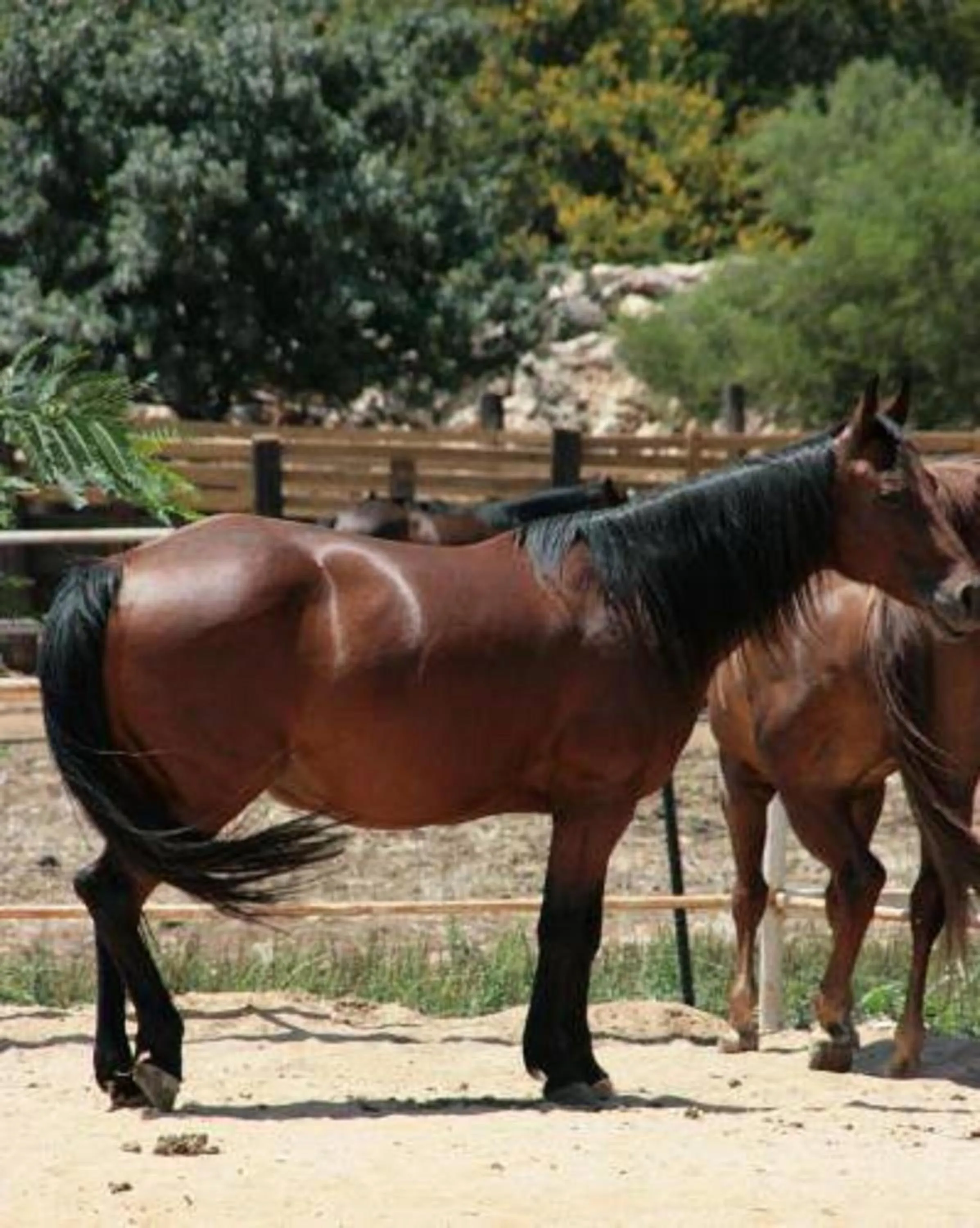 Horse-riding in Vered Hagalil Holiday Village Hotel