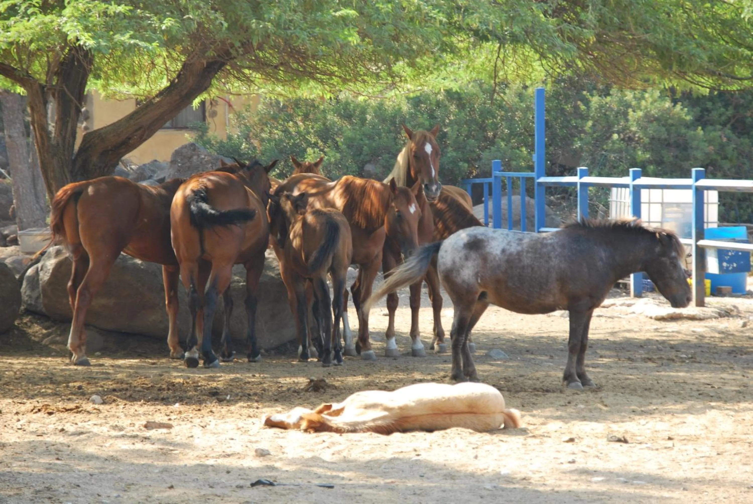 Horse-riding in Vered Hagalil Holiday Village Hotel