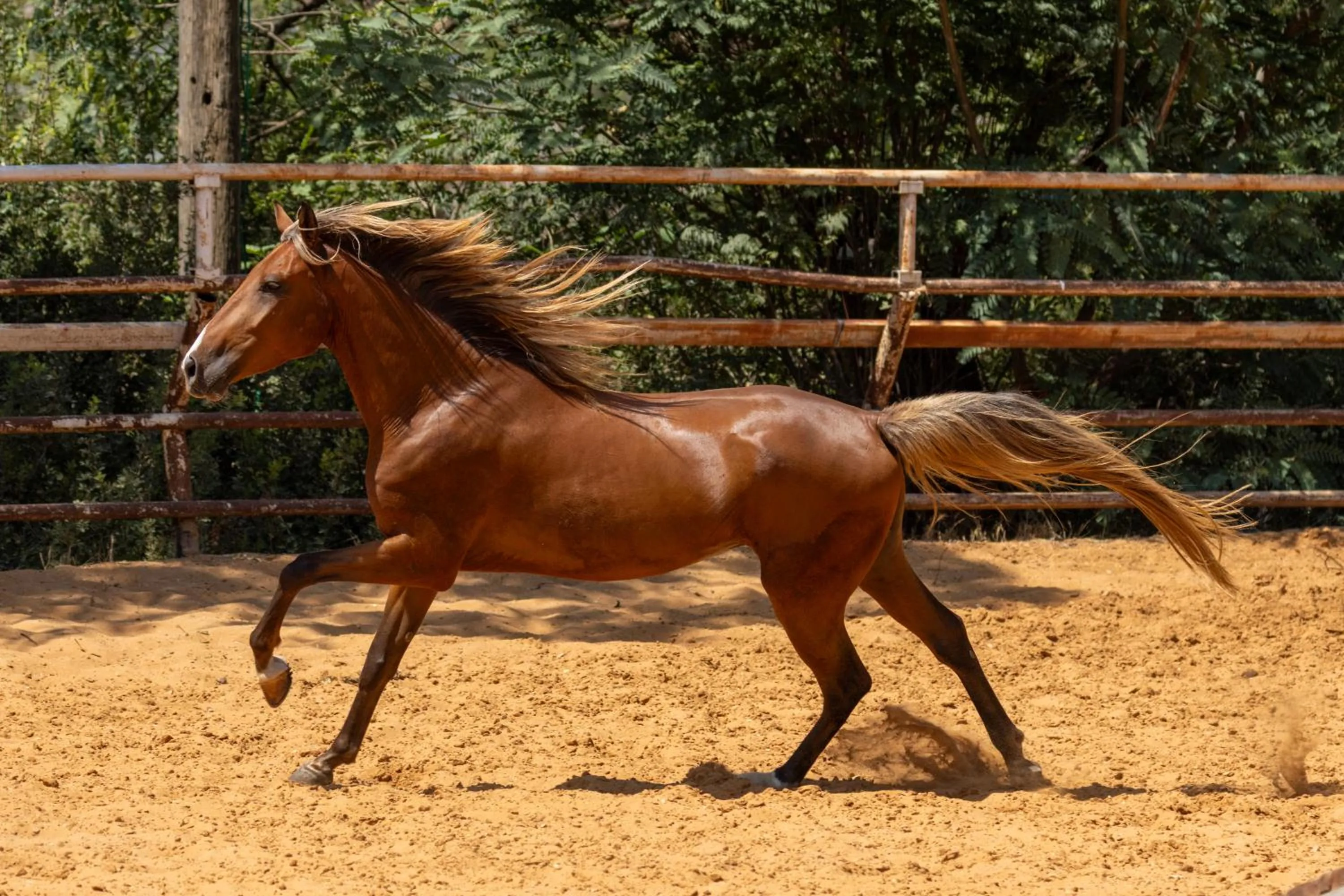 Horse-riding in Vered Hagalil Holiday Village Hotel