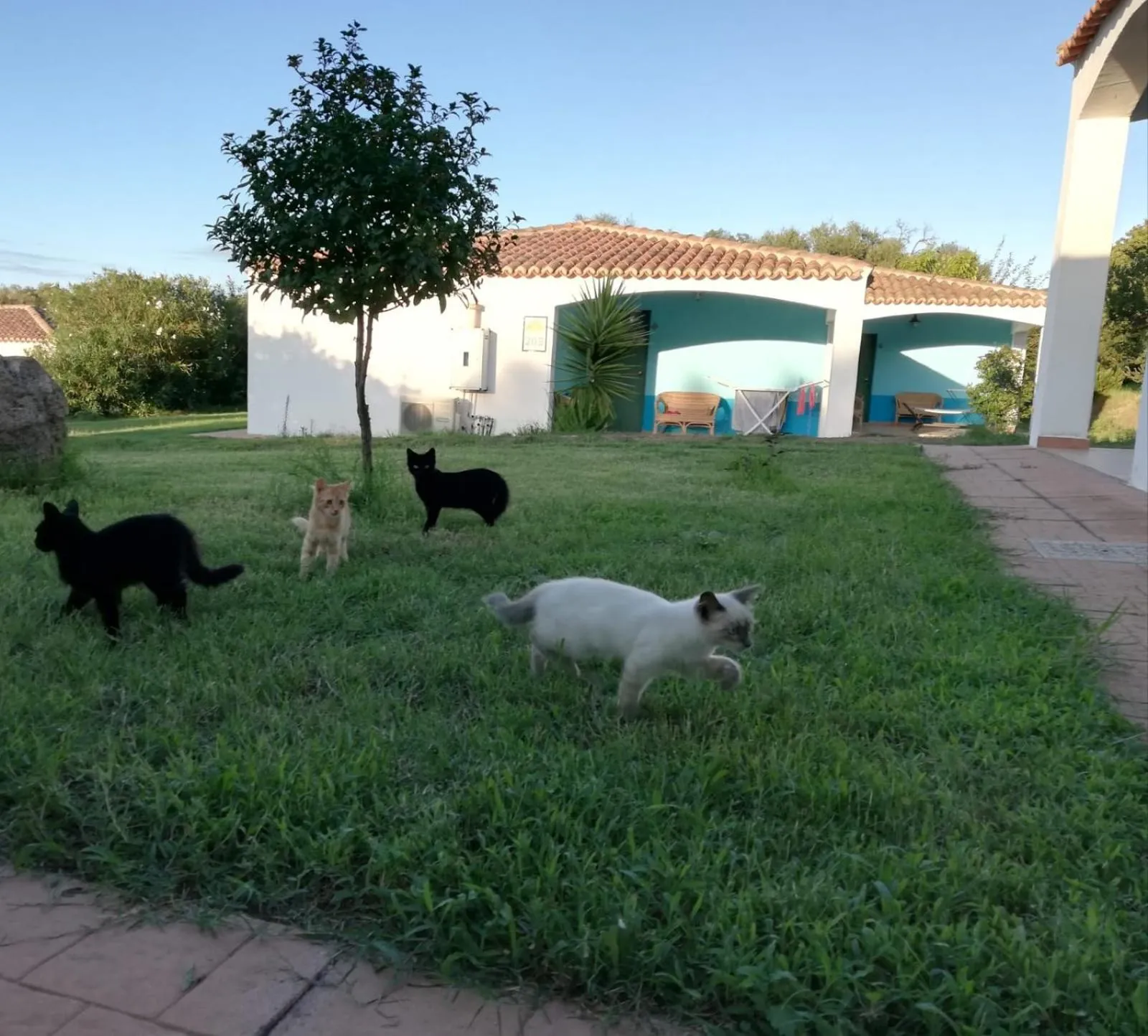 Animals in Hotel Baia Cea