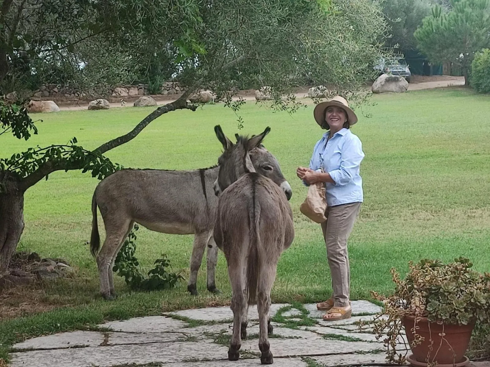 Animals in Hotel Baia Cea