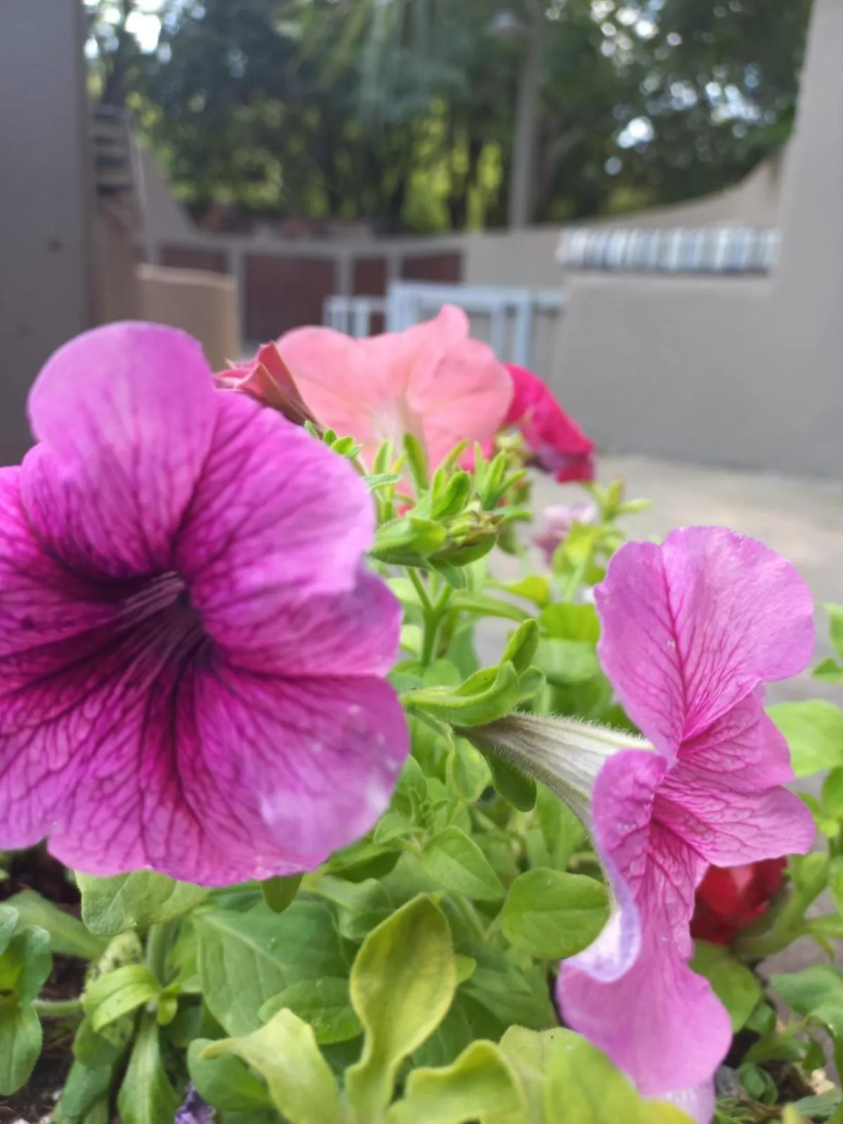 Spring in J'Cups Guest House