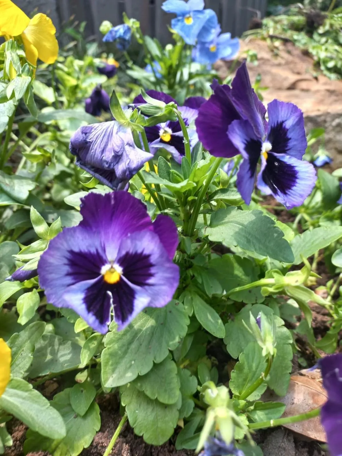 Garden in J'Cups Guest House