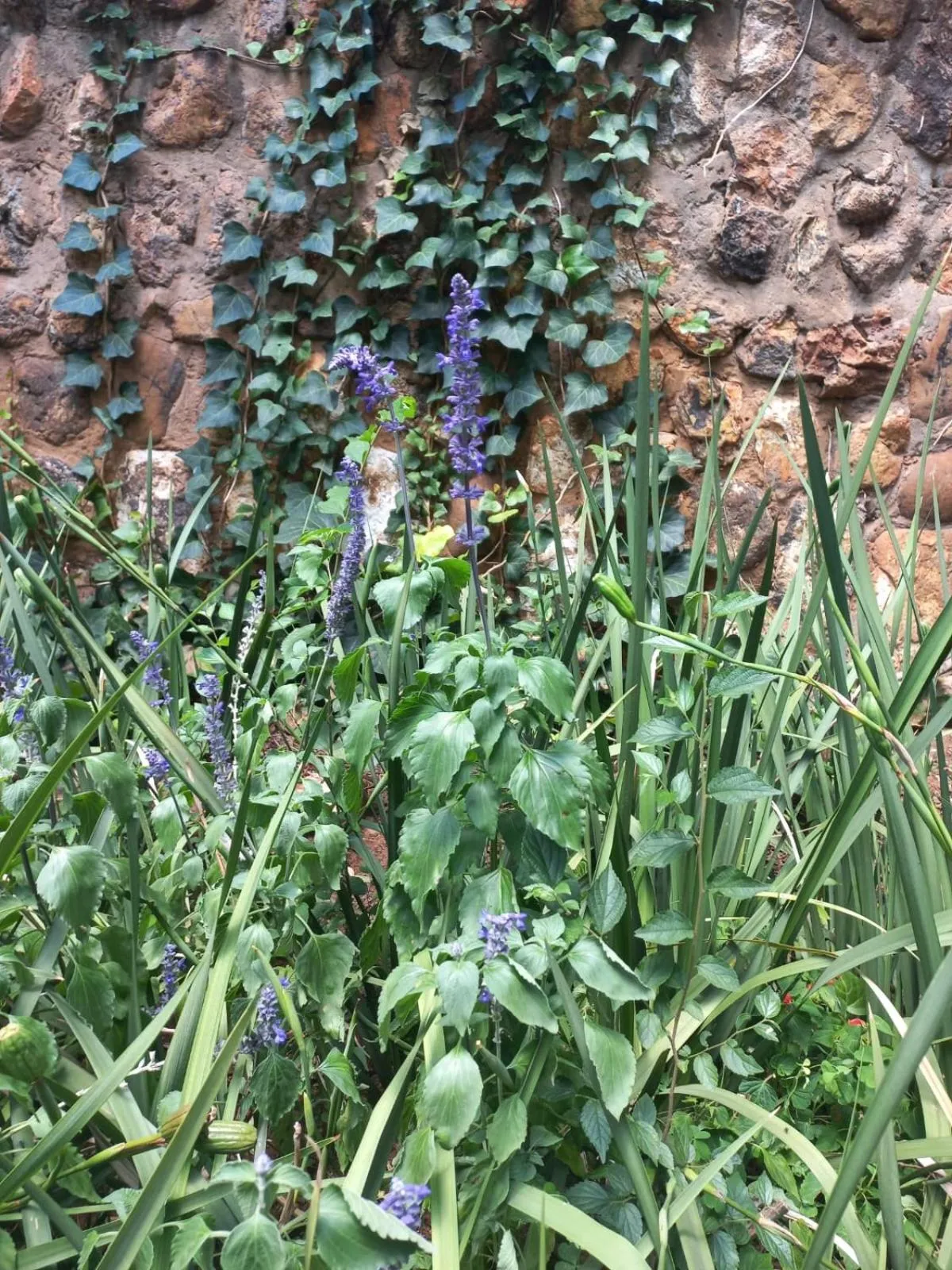 Spring in J'Cups Guest House