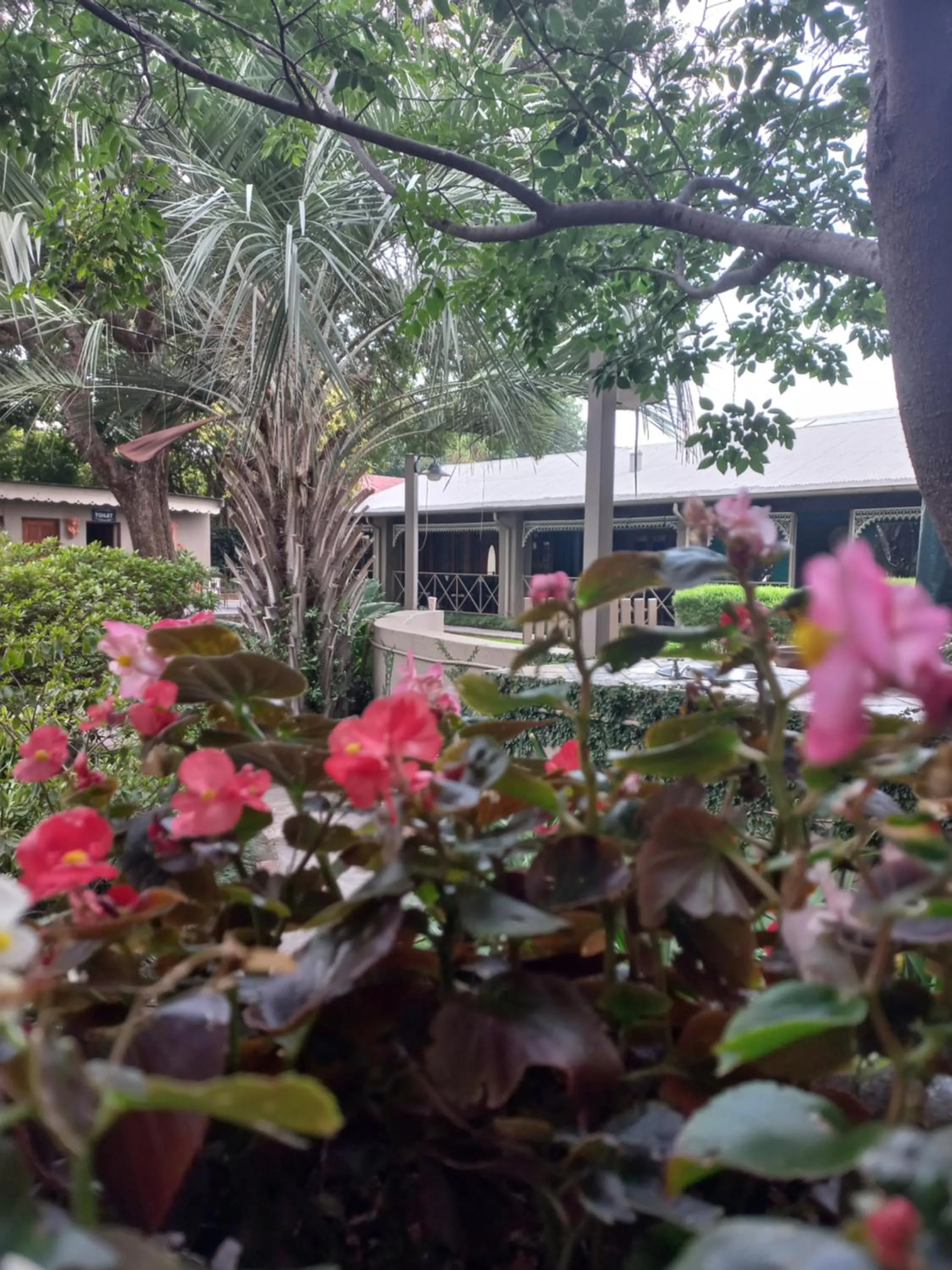 Garden in J'Cups Guest House