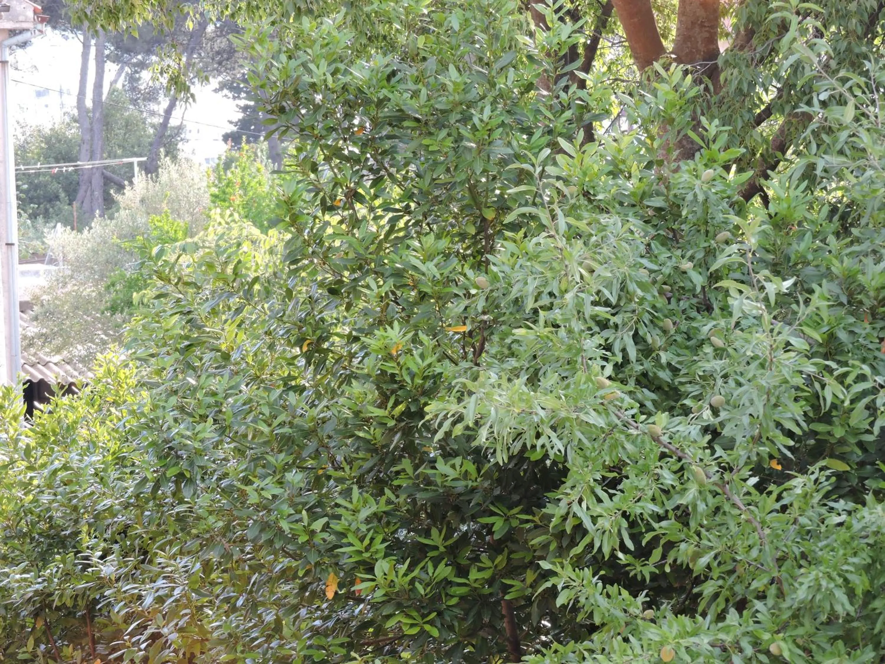 Natural landscape in Apartments Perla