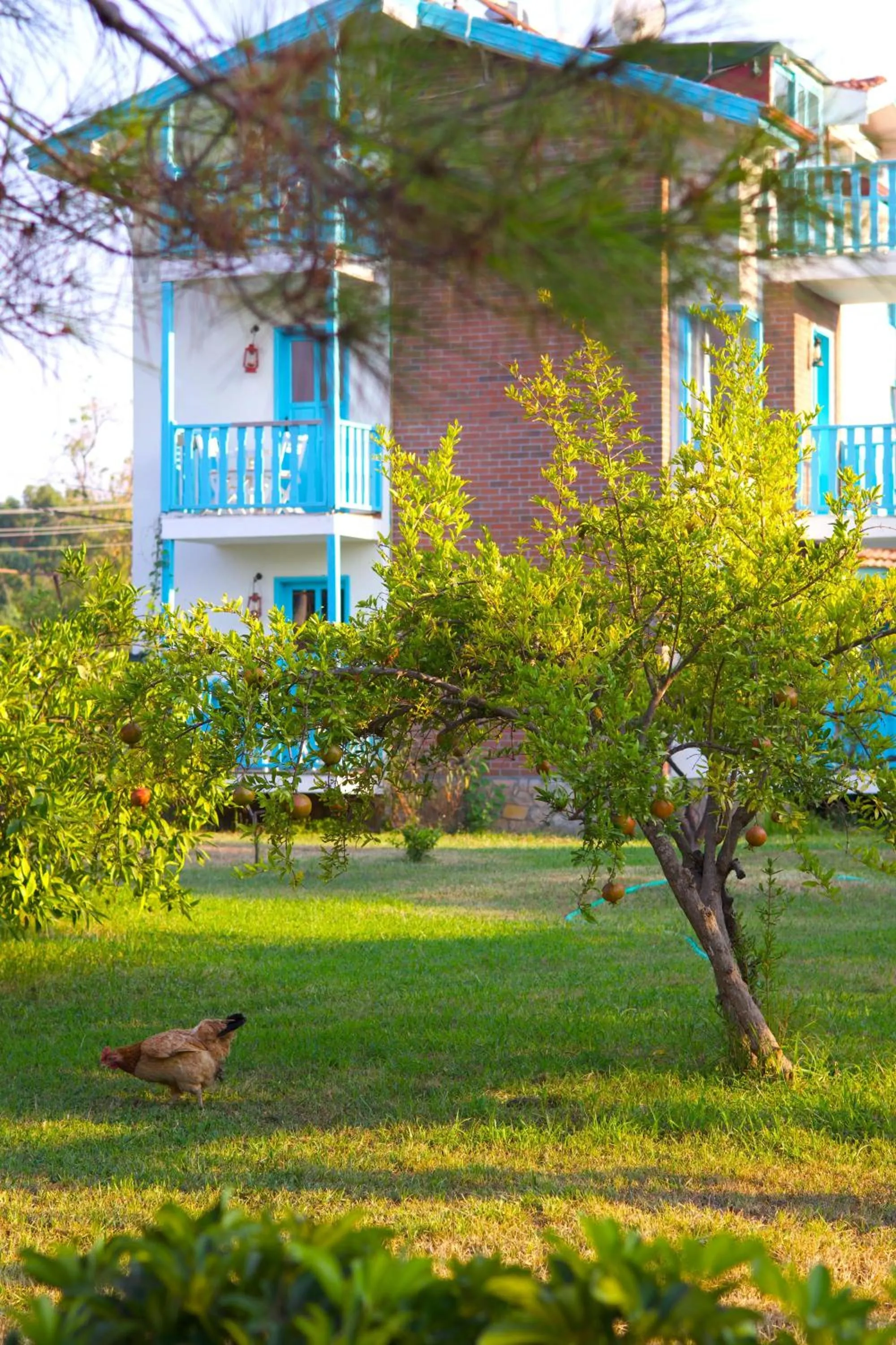 Garden in Yonca Lodge
