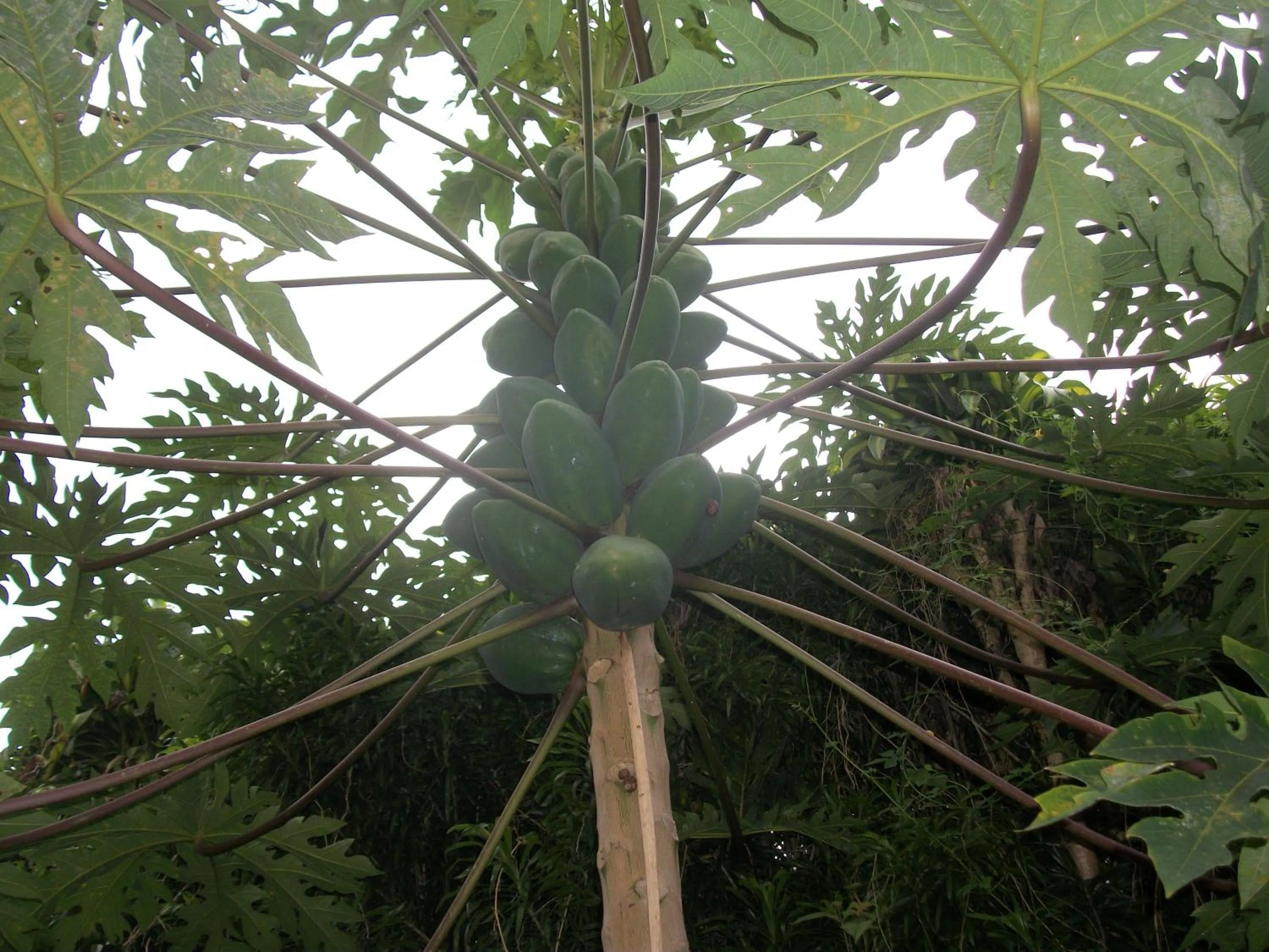 Garden in LE RUBINJO 2