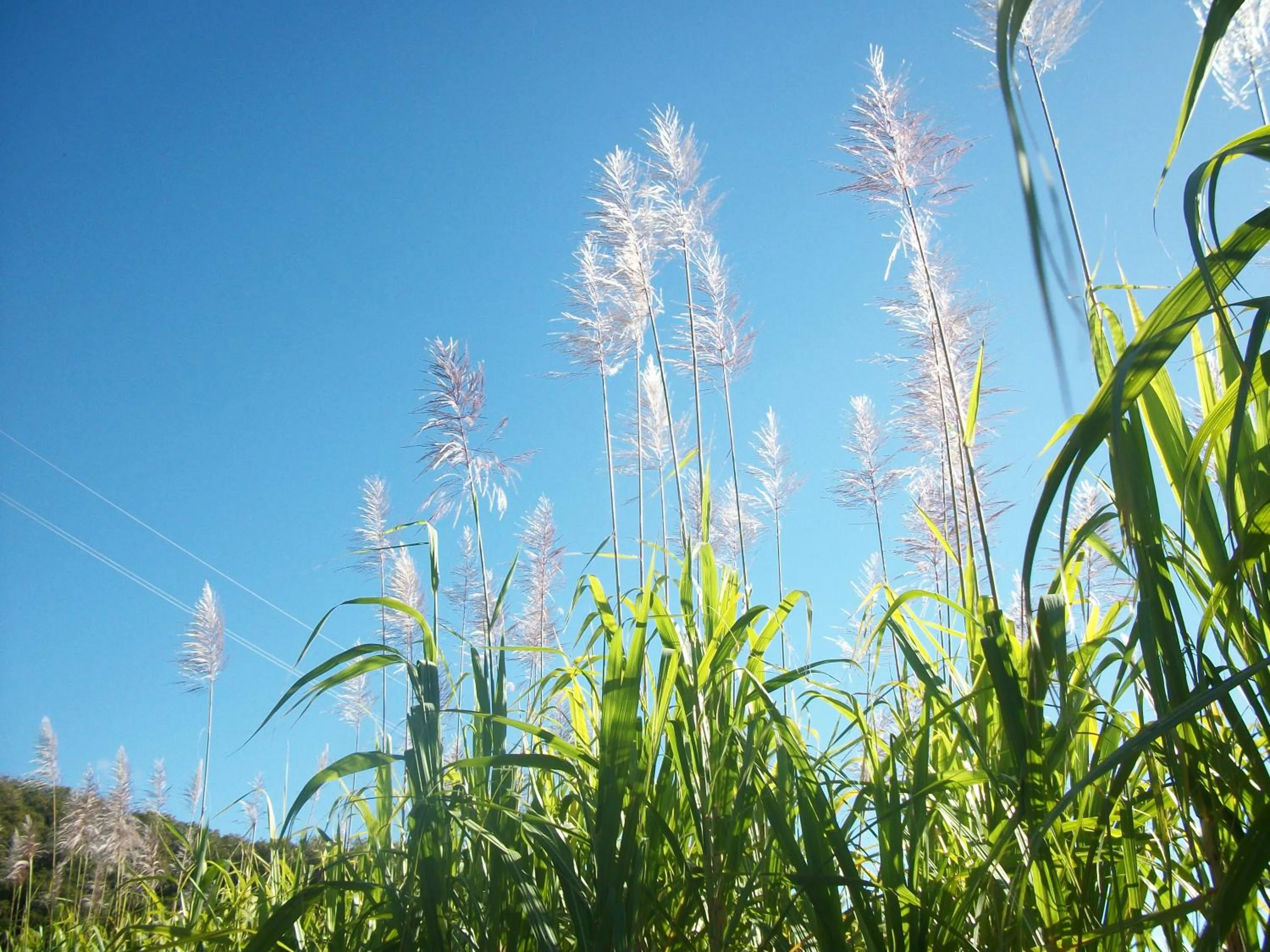 Natural landscape in LE RUBINJO 2