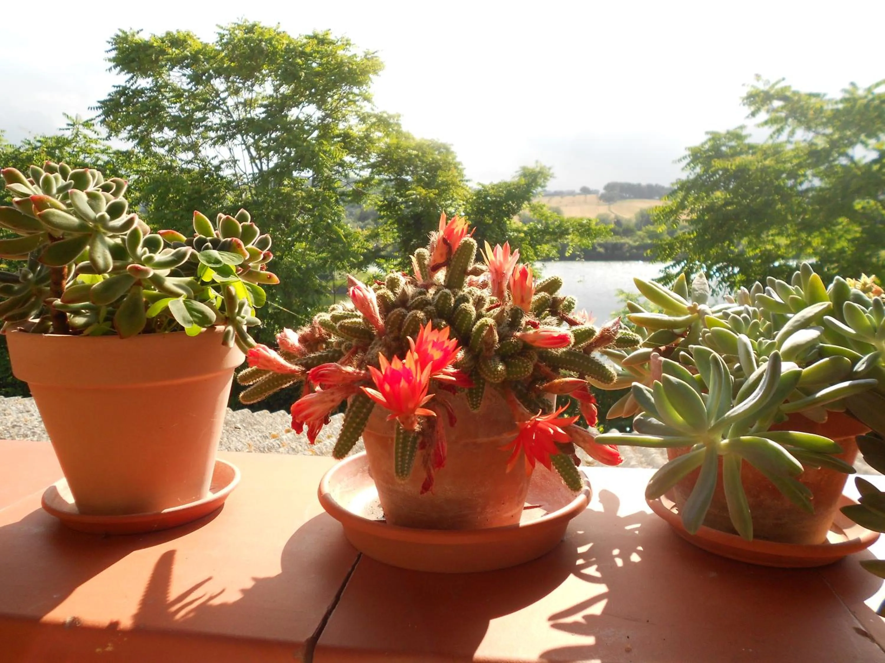 Other in A Casa Di Pici